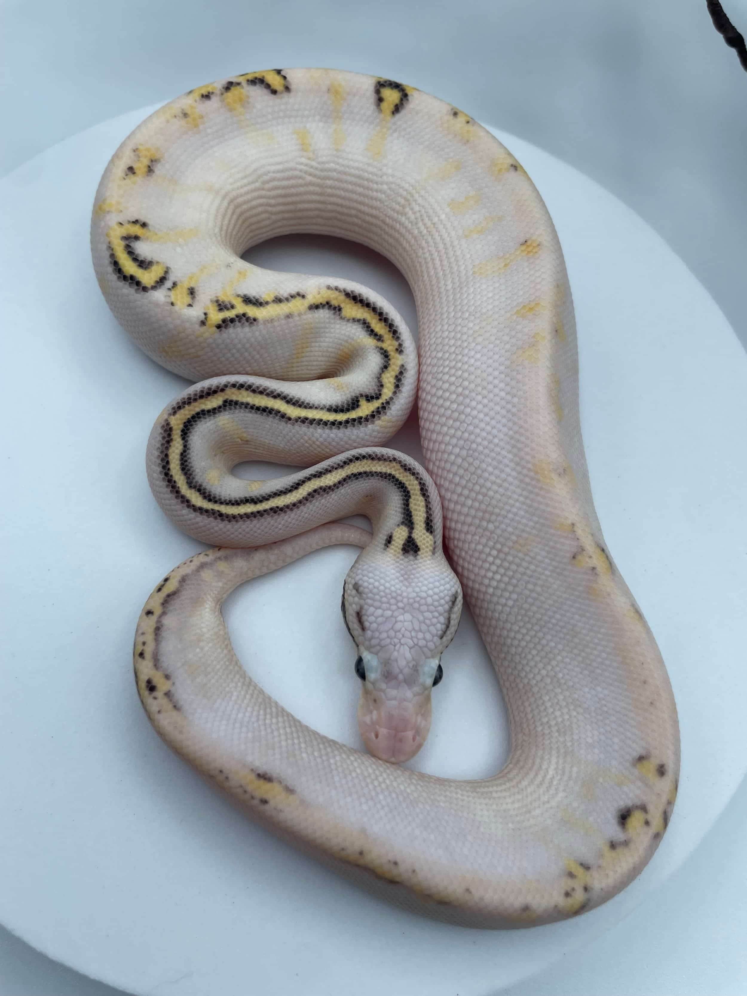 A white snake with yellow and black markings on a white surface.