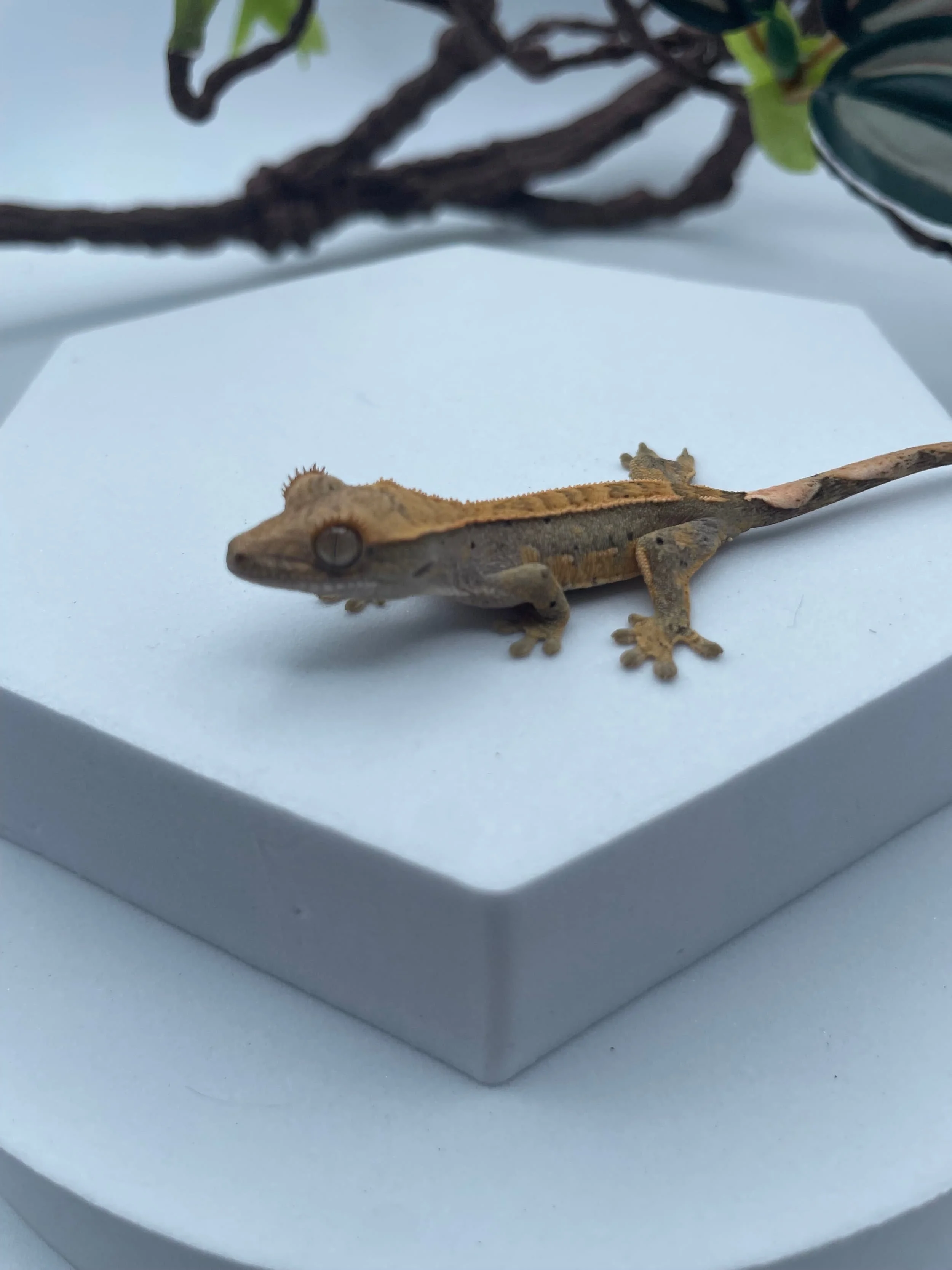 Unsexed Hatchling Harlequin Crested Gecko