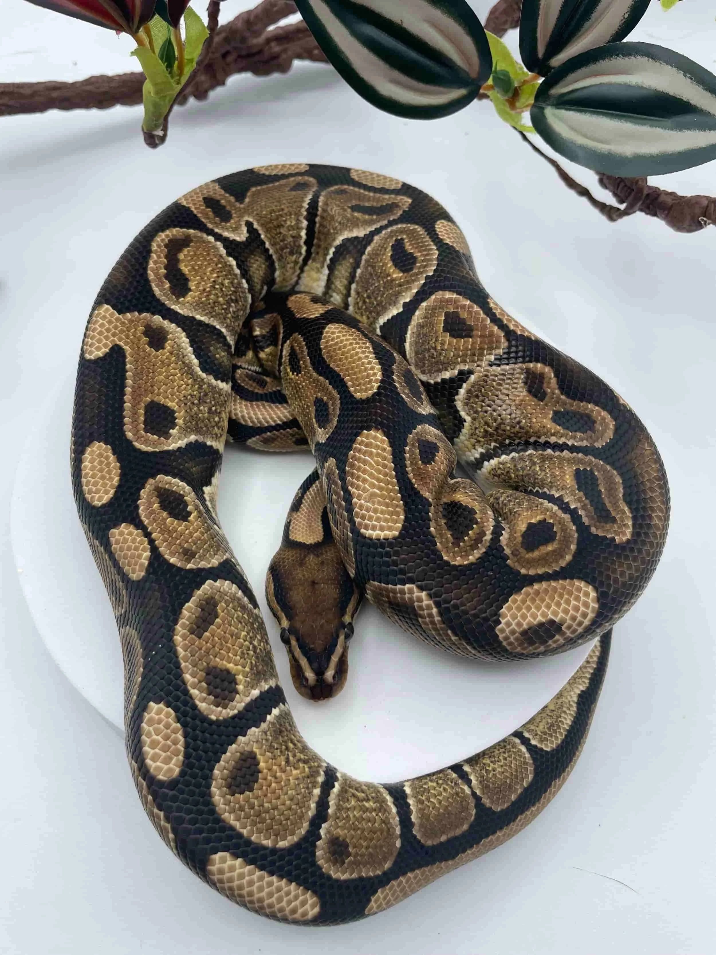 Female Normal Ball Python (Python Regius) (618 grams)