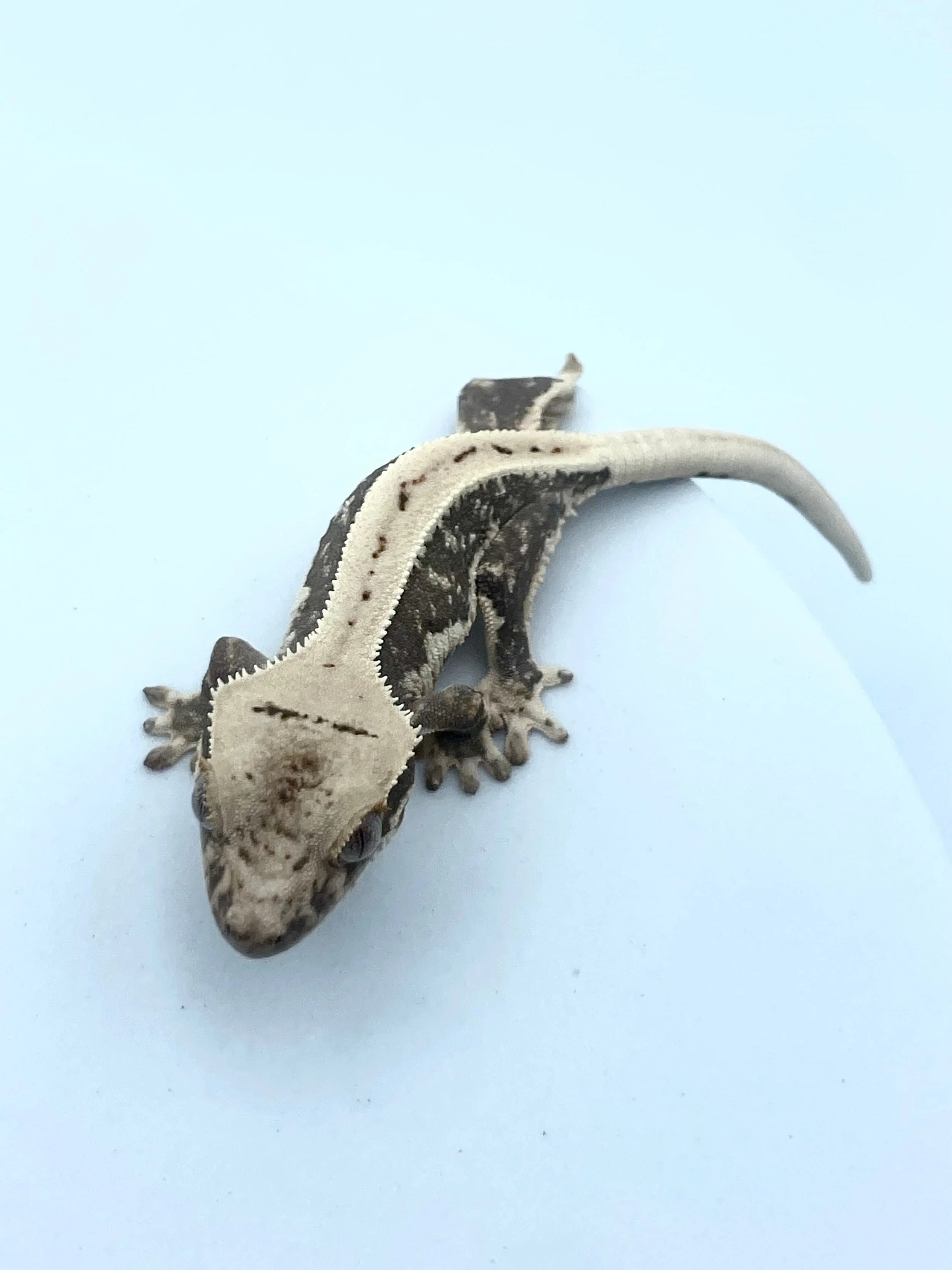 Lilly White Crested Gecko (4 grams) Unsexed
