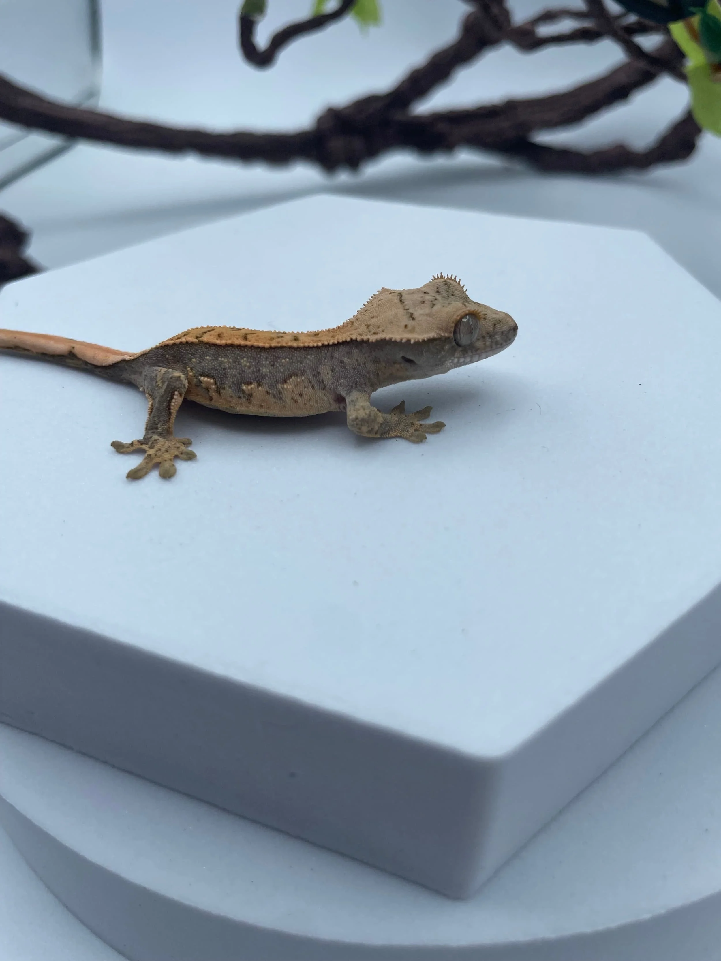 Unsexed Harlequin Crested Gecko (4 grams)