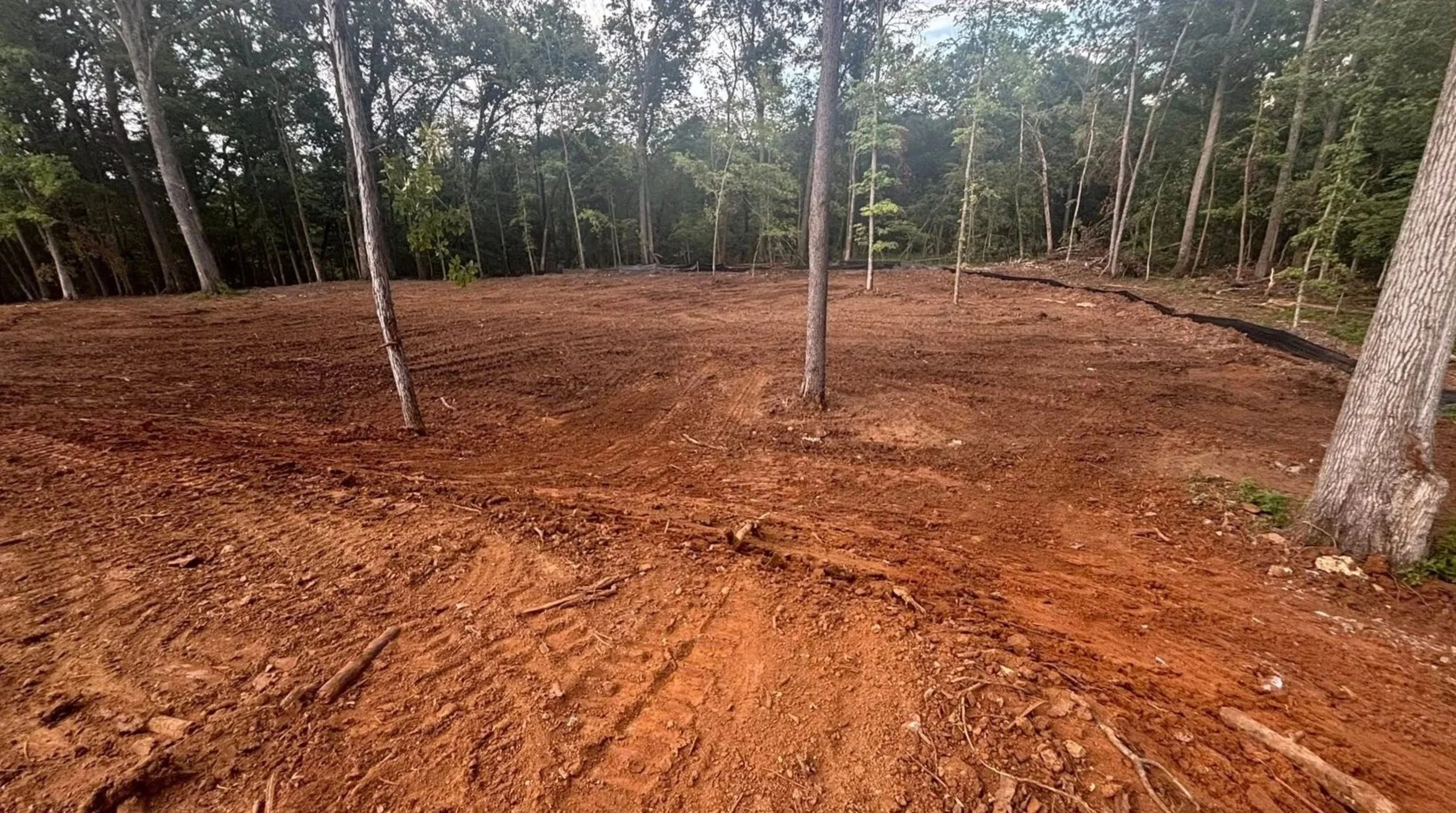 Cleared land with red soil and small trees, surrounded by a forest of tall trees.