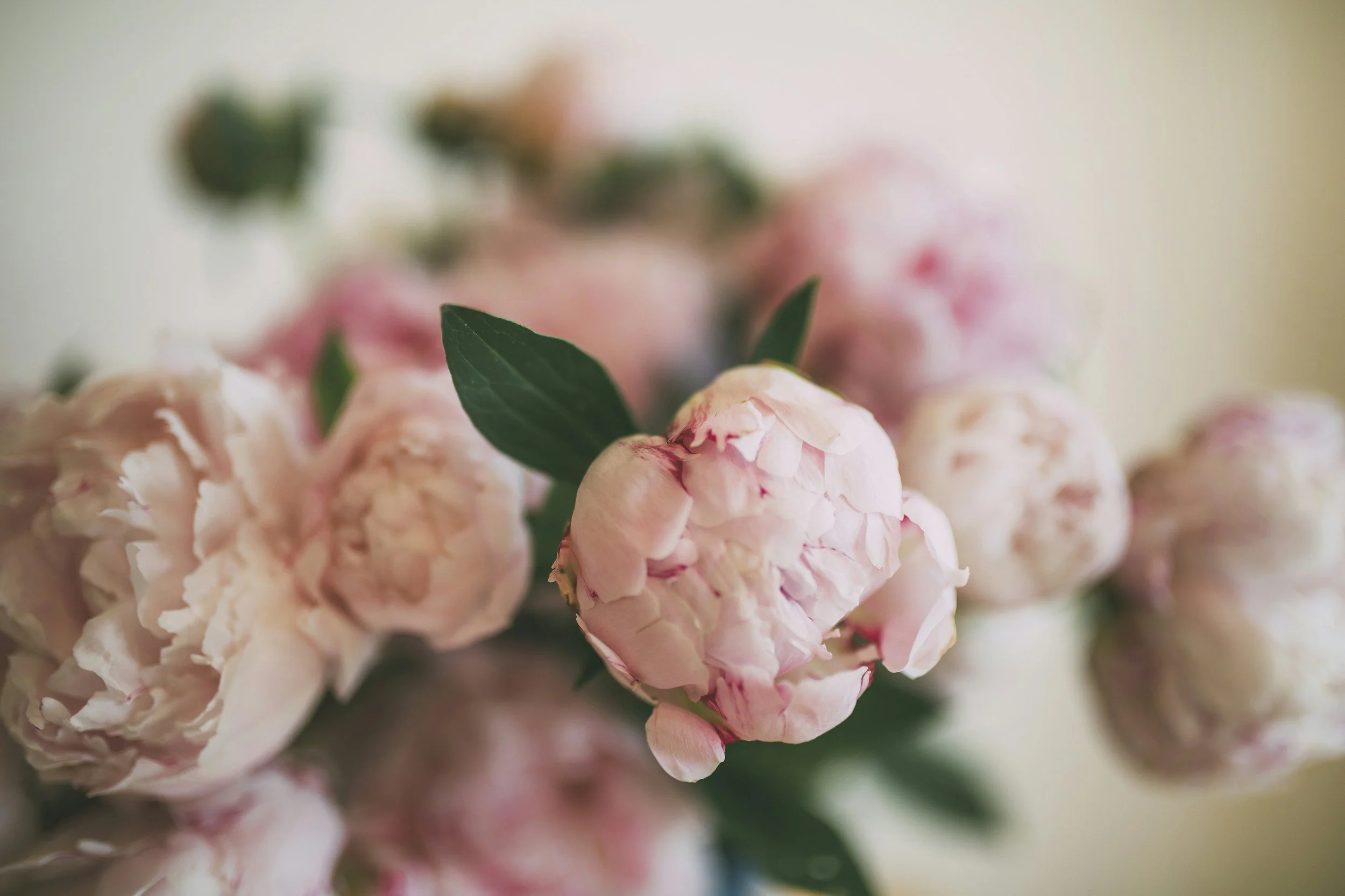 It’s peony season… 