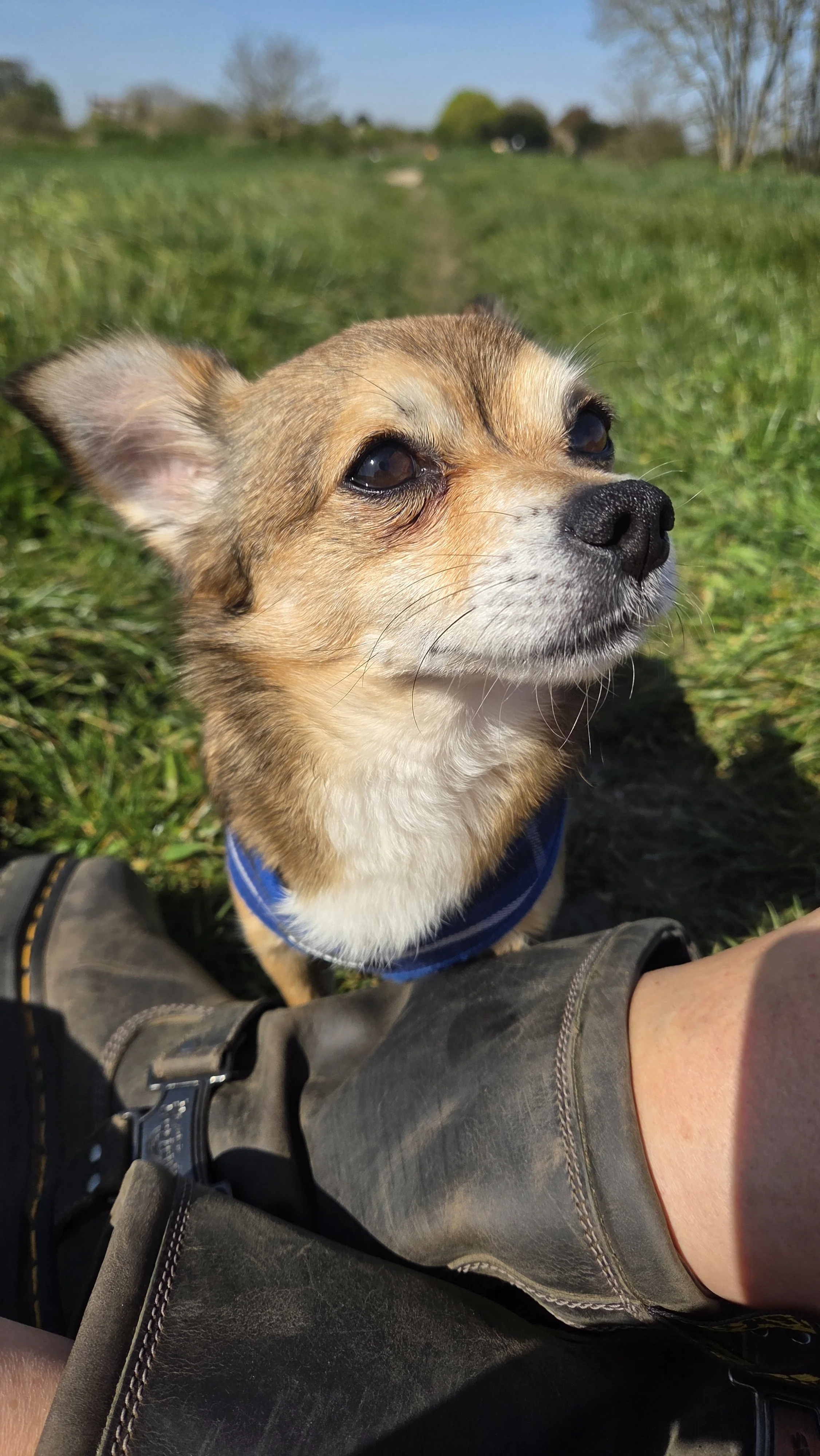 Close-up of a small brown and white dog with dark eyes, wearing a blue collar, outdoors on grass with trees and blue sky in the background.