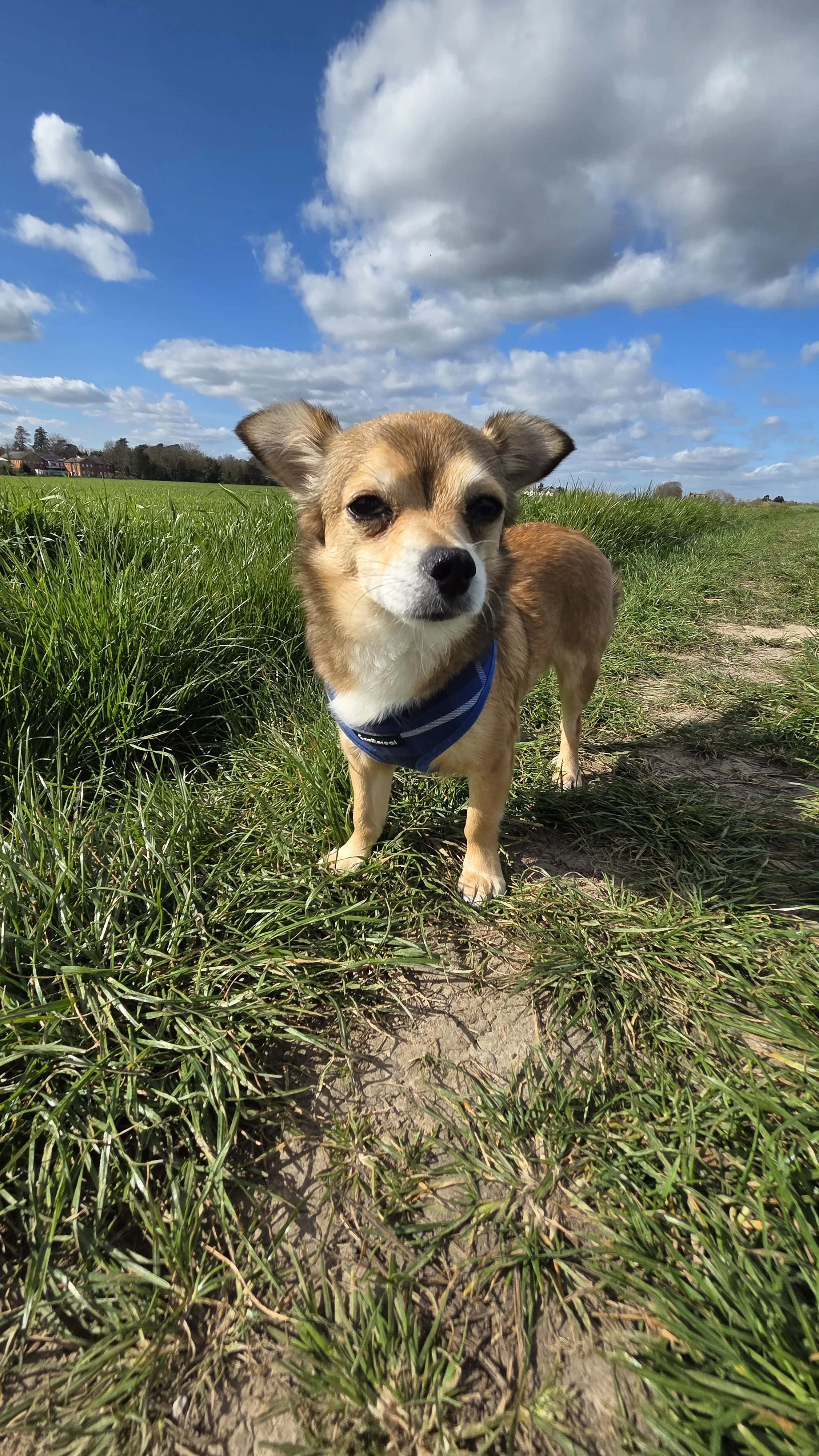 A small tan and white dog standing on a dirt path surrounded by green grass, with a blue sky and scattered clouds in the background.