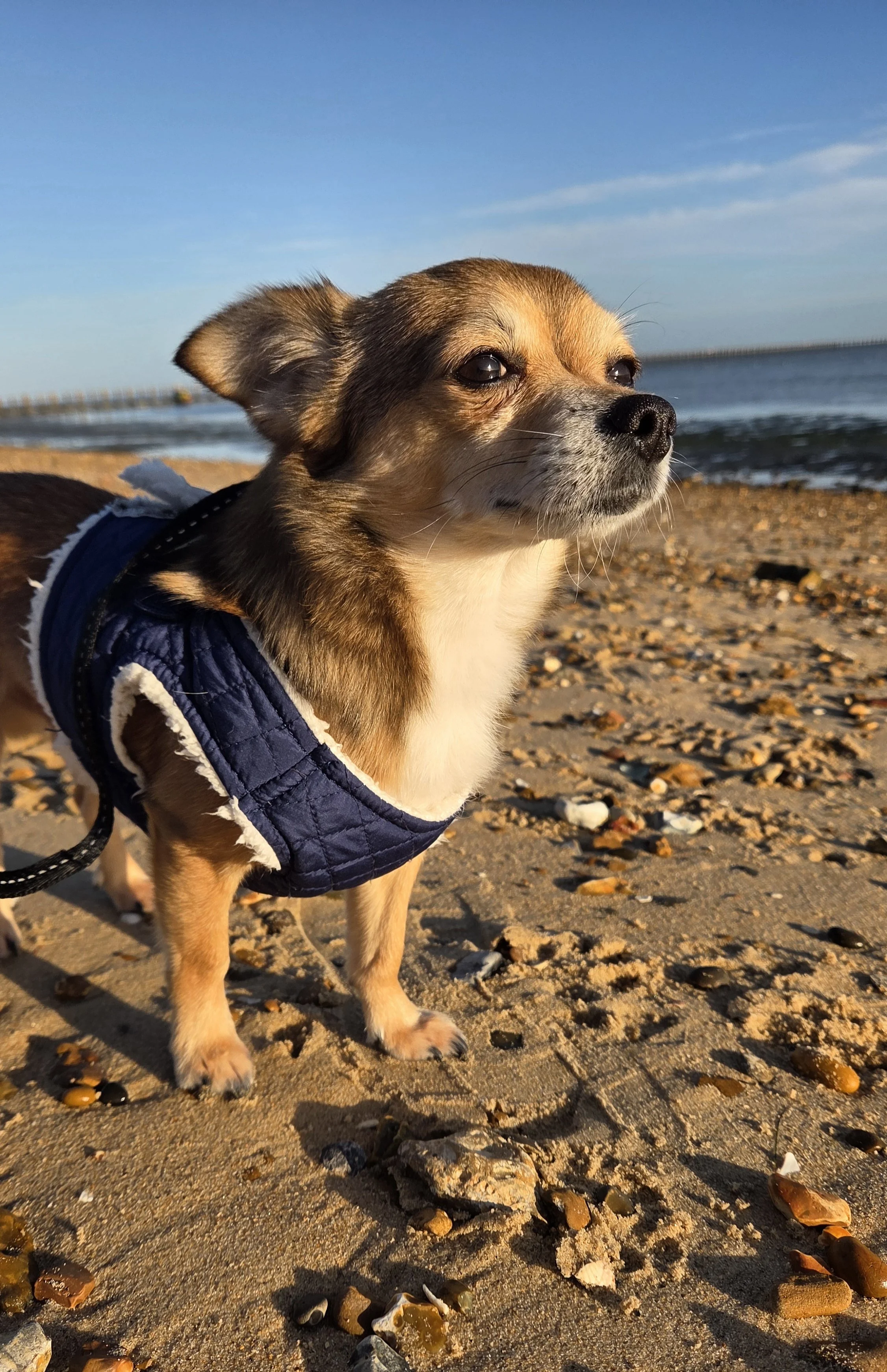 A small dog with brown, black, and white fur, wearing a navy blue jacket, standing on a sandy beach with scattered rocks and shells, looking into the distance with the ocean and a clear blue sky in the background.