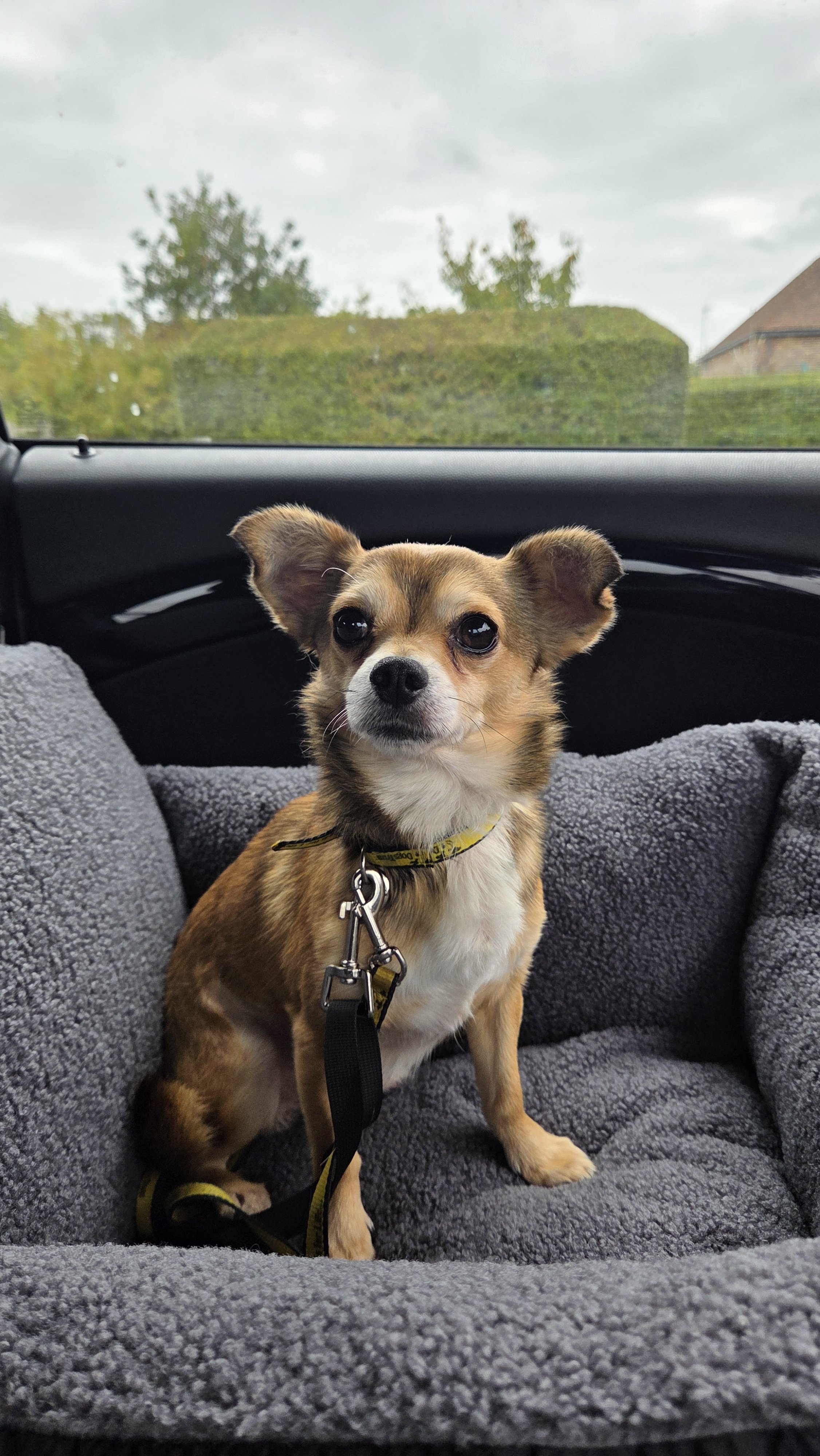 Small tan and white dog with large ears sitting on a gray blanket inside a vehicle, with a view of trees and a building outside the window.