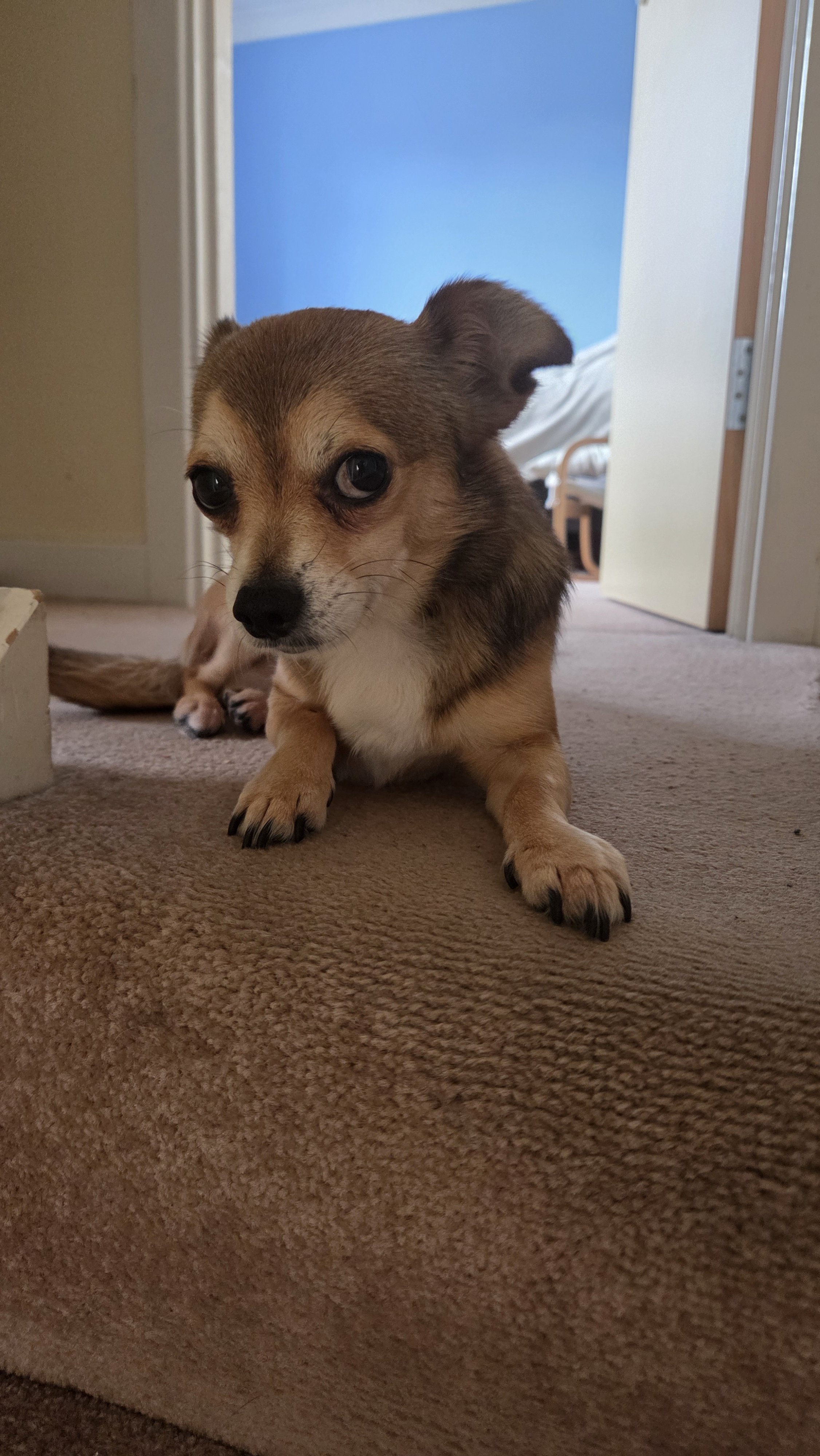 A small brown and white dog with big eyes lying on a carpeted floor in a home.