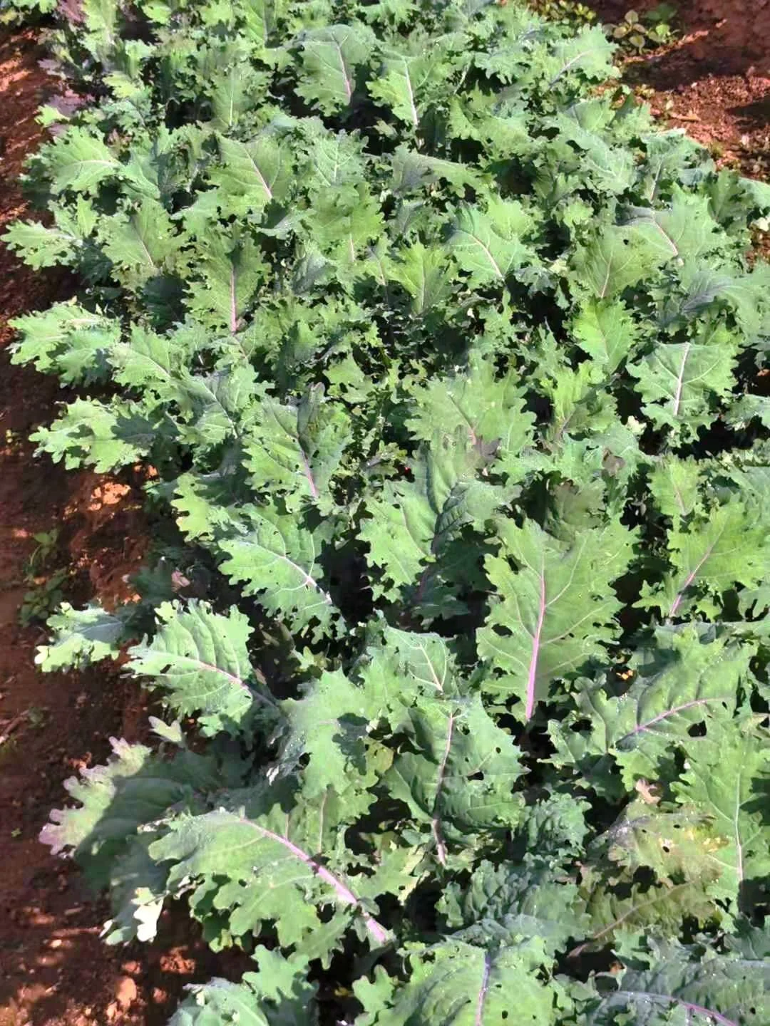 Chinese Kale Freshness