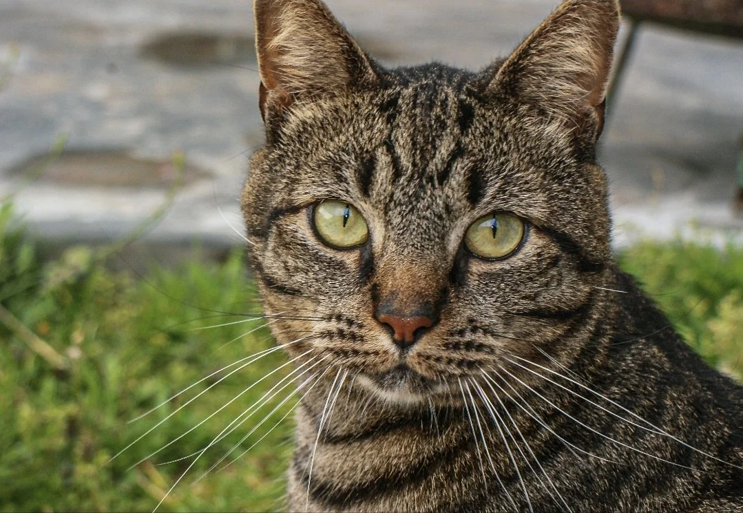 Close-up of a tabby cat with green eyes outdoors, with grass and background of a metallic structure.