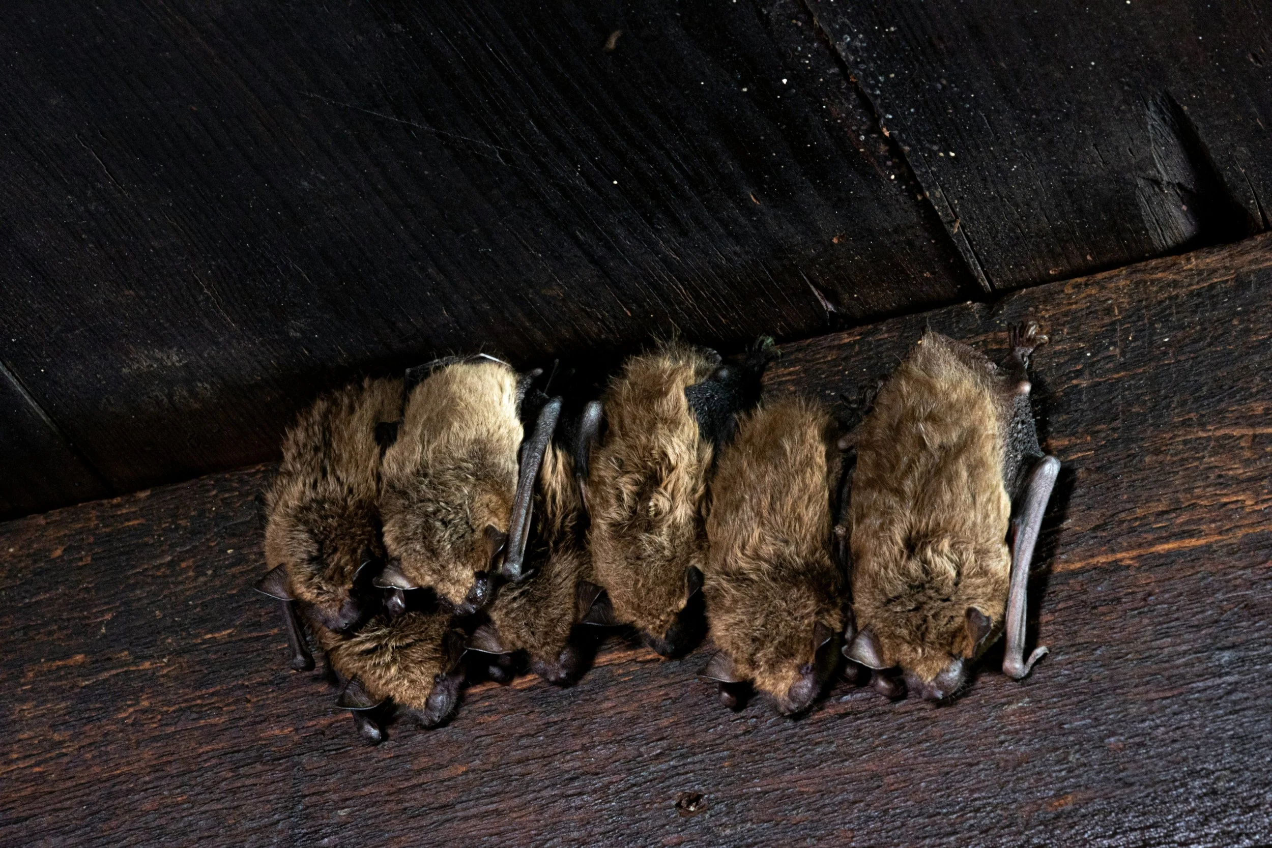 little brown bats hanging in the rafters in a house in Vermont.
