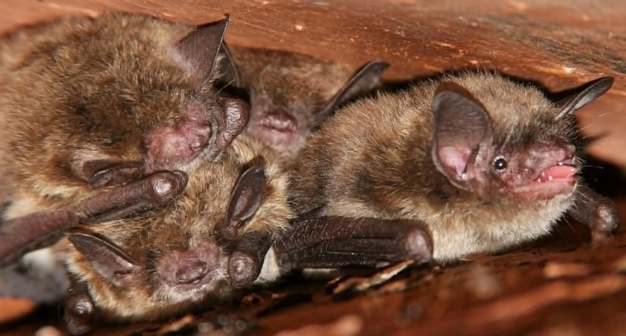 Little brown bats in an attic.