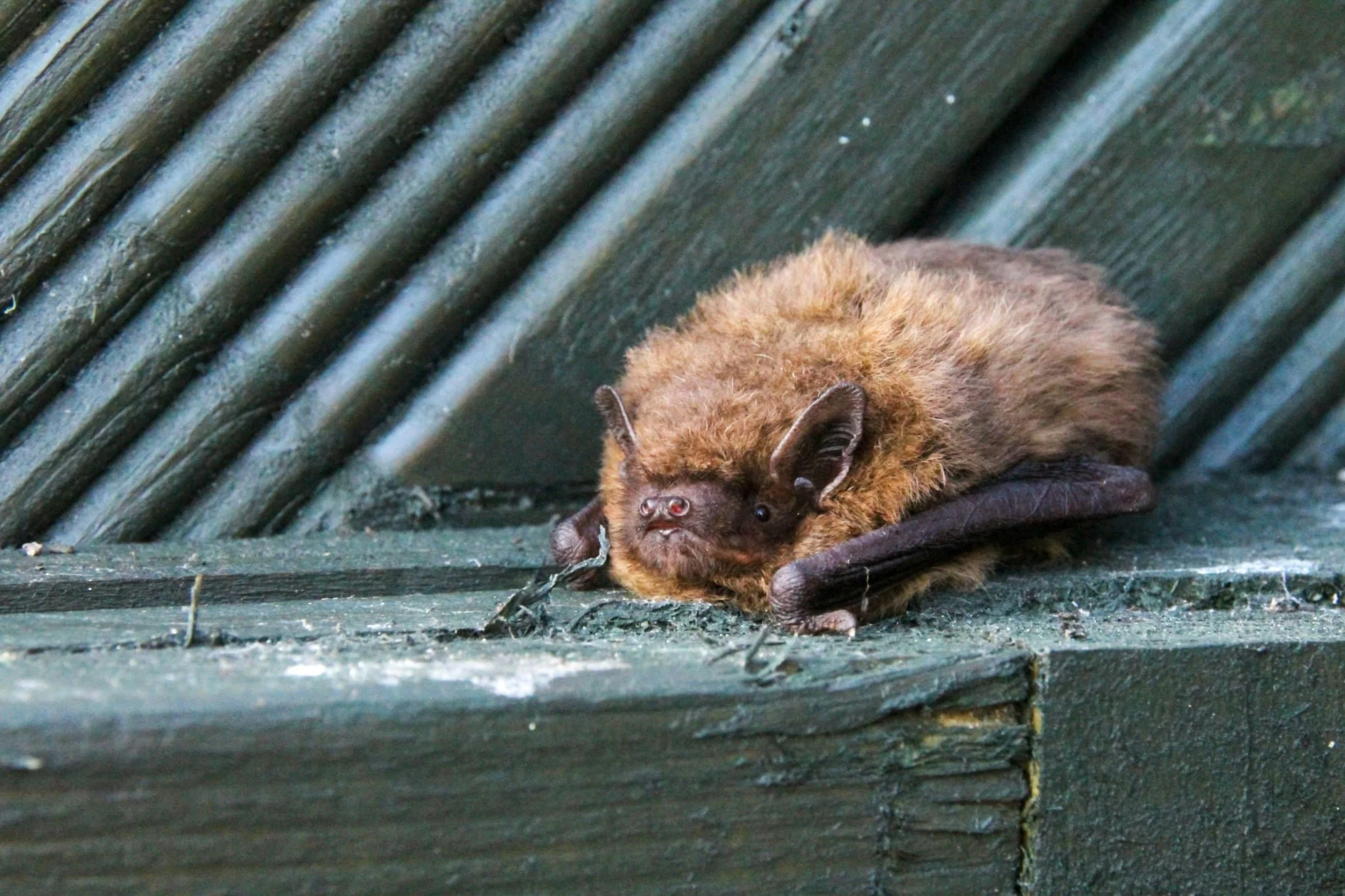 Little bat sitting on a wall.