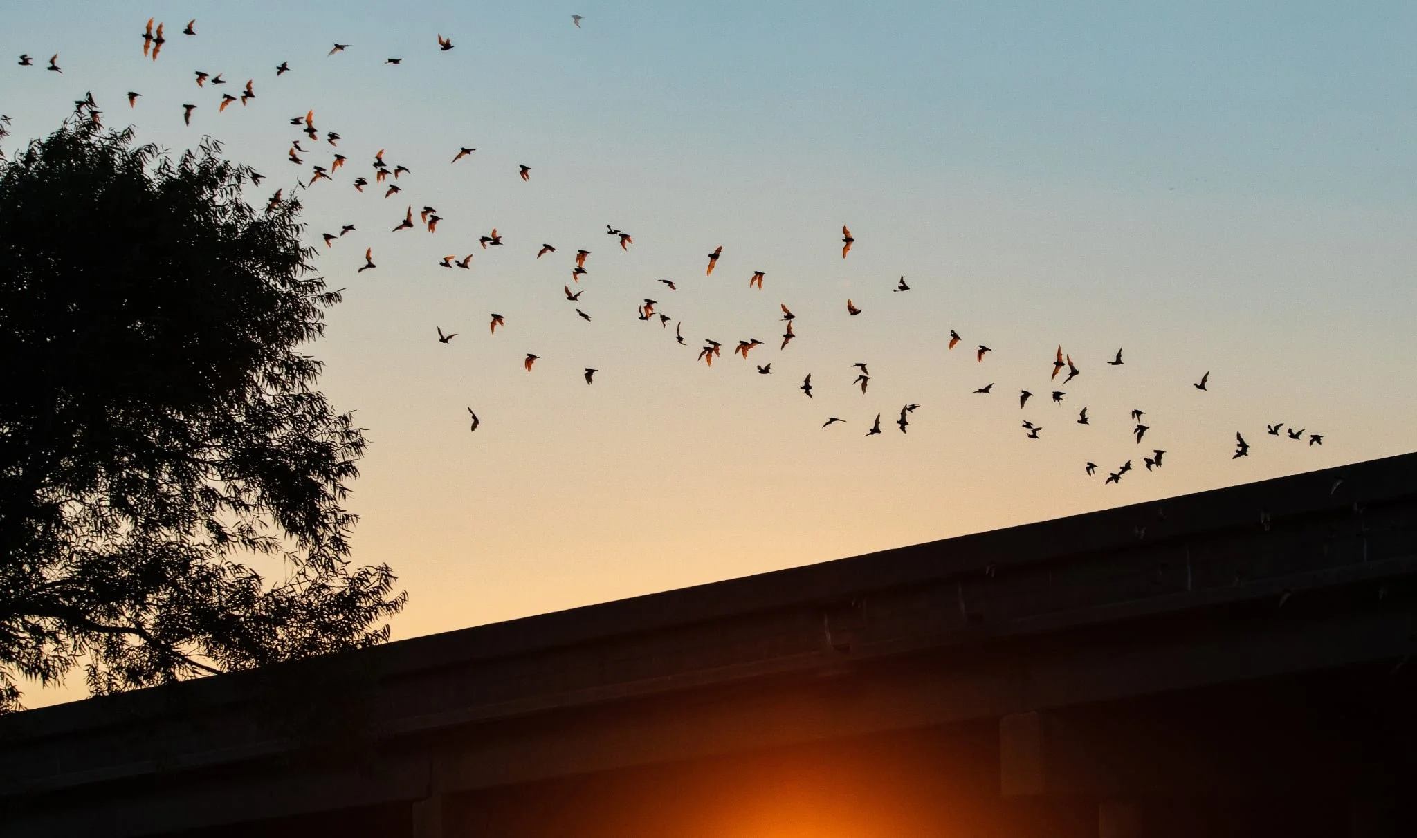Bats flying out of a house in Vermont at sunset.