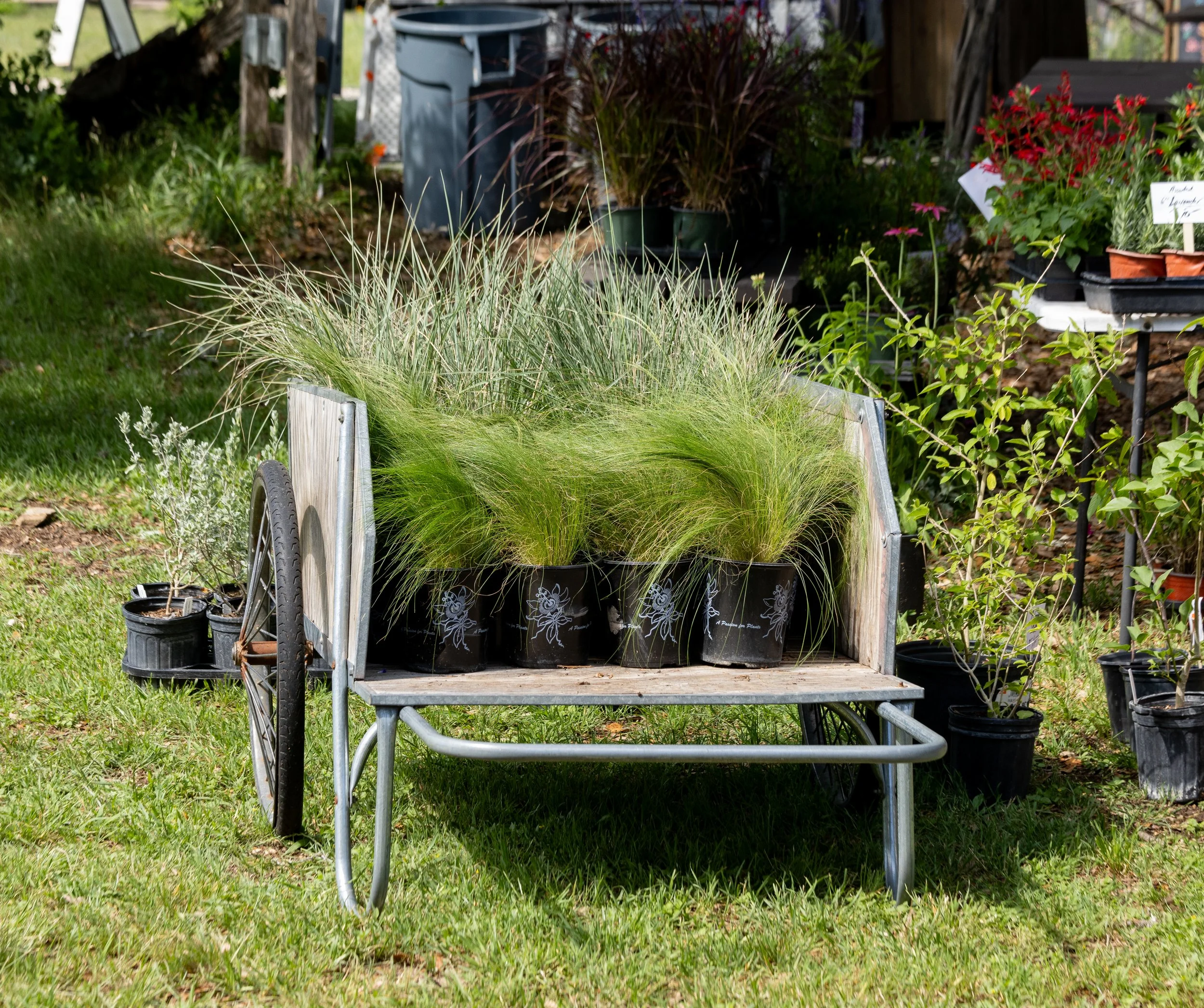 Plants for sale