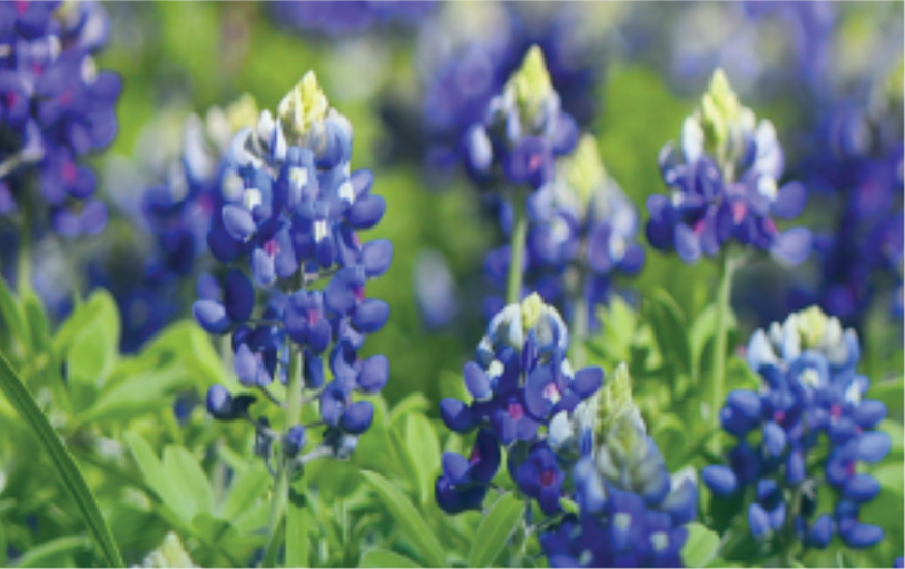 Bluebonnets
