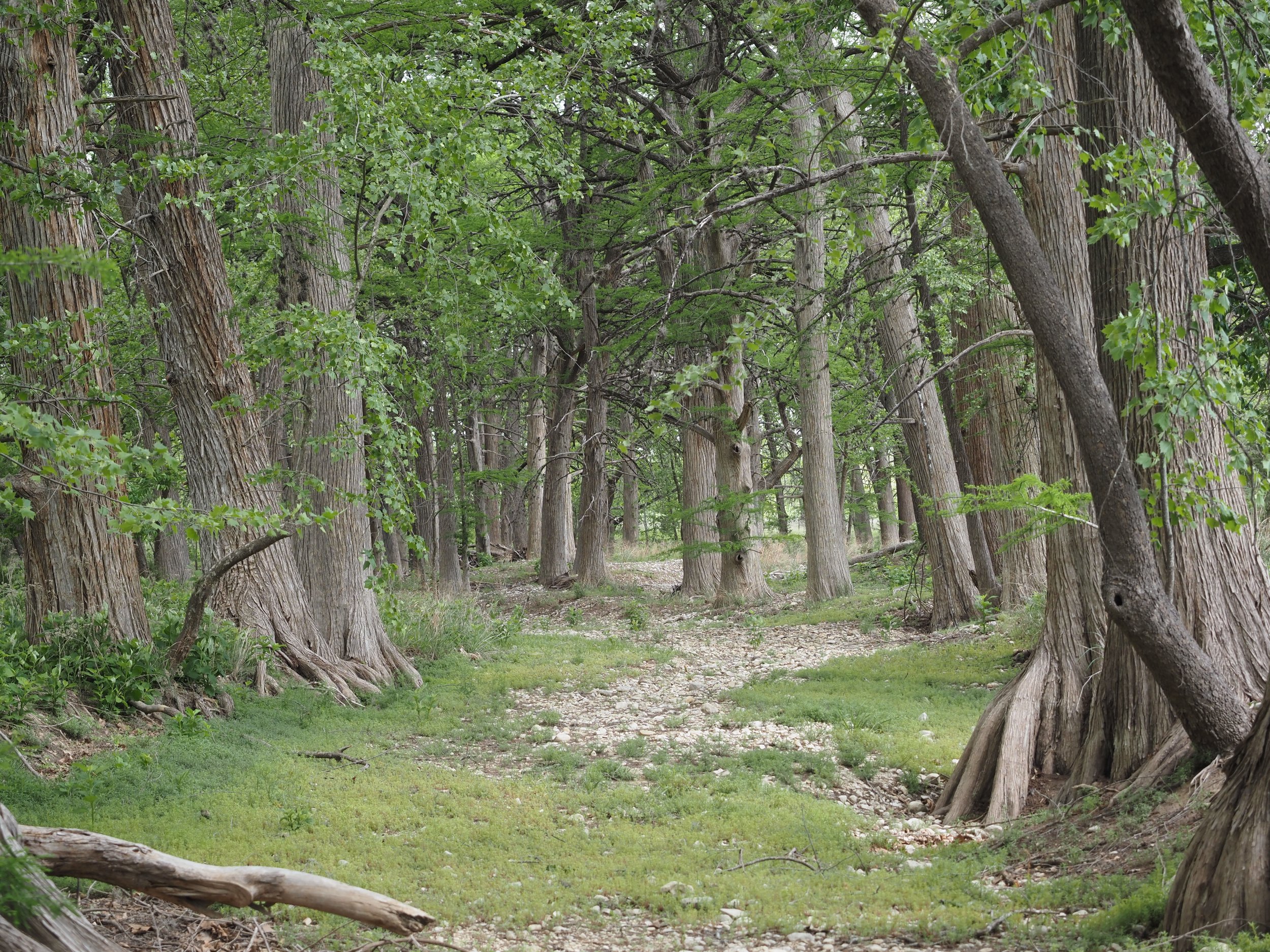 Cypress trees and creek bed