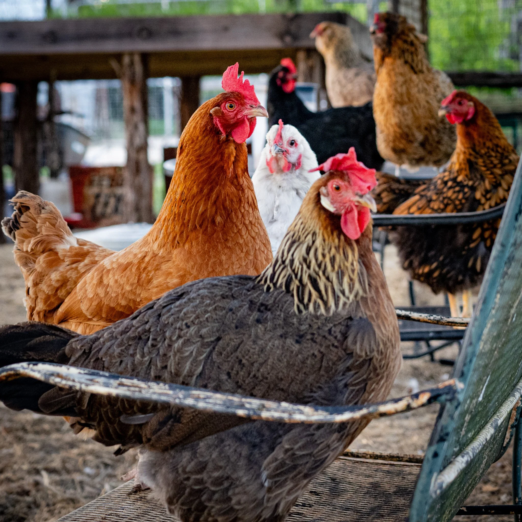 Chickens
