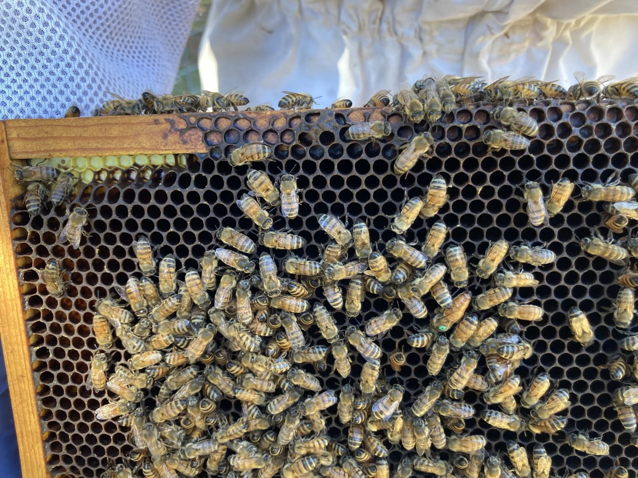 Bee Program at Herff Farm