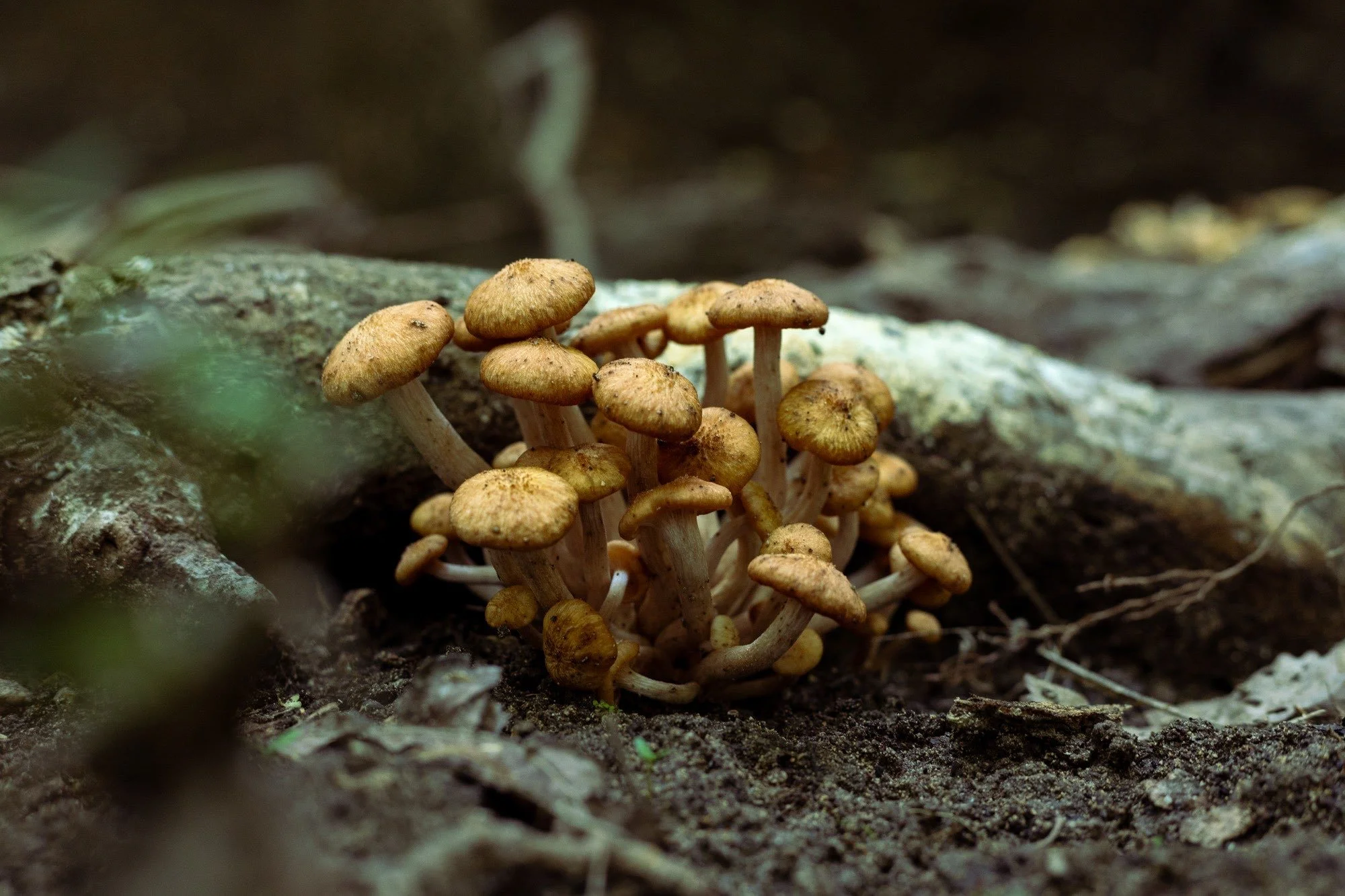 Finding Resilience in Nature
