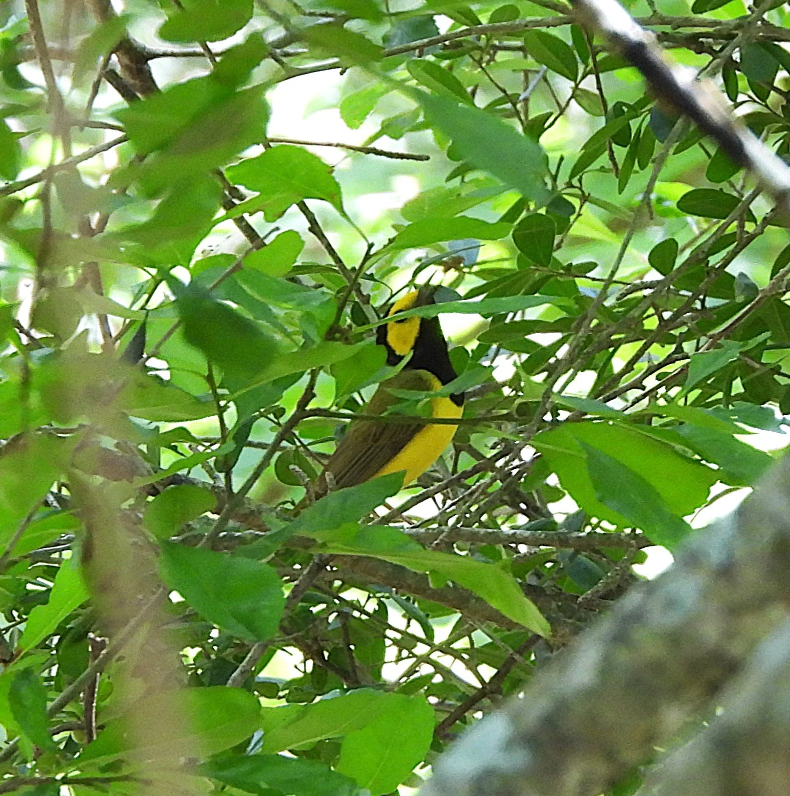 June Surprise on the Creek