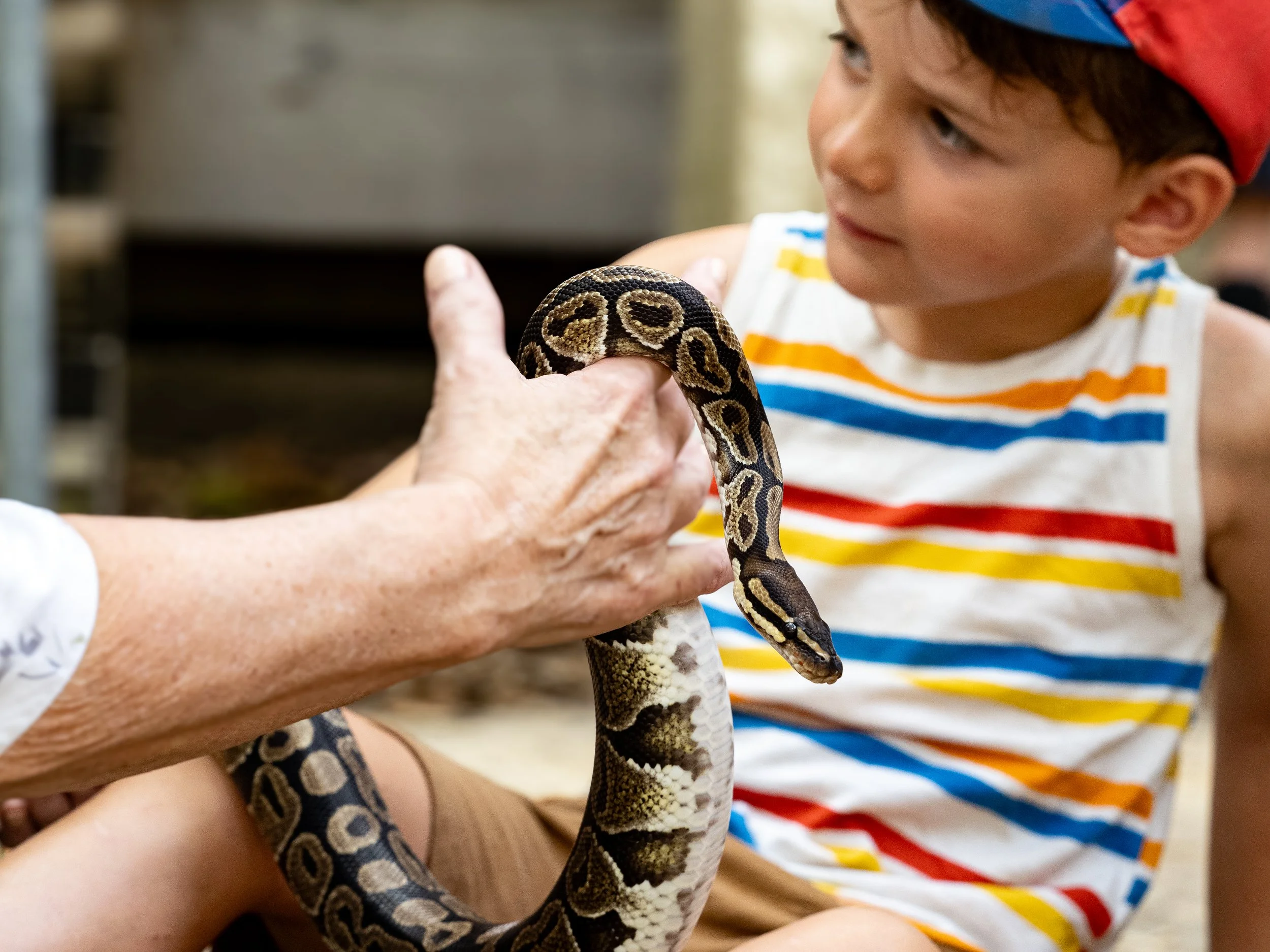 Camper looking at snake wildlife presentation