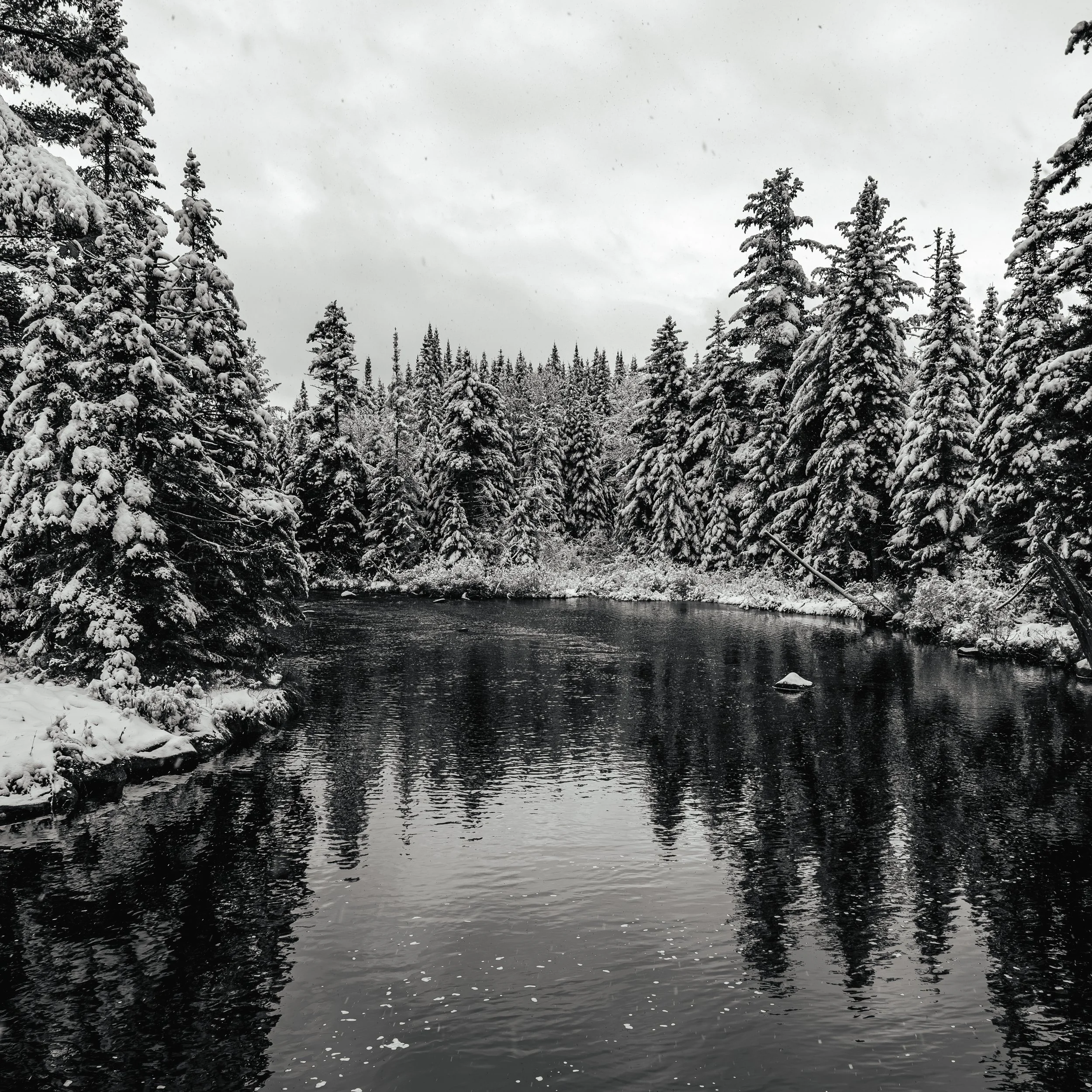 Snow-covered pine trees along a river under a cloudy sky.