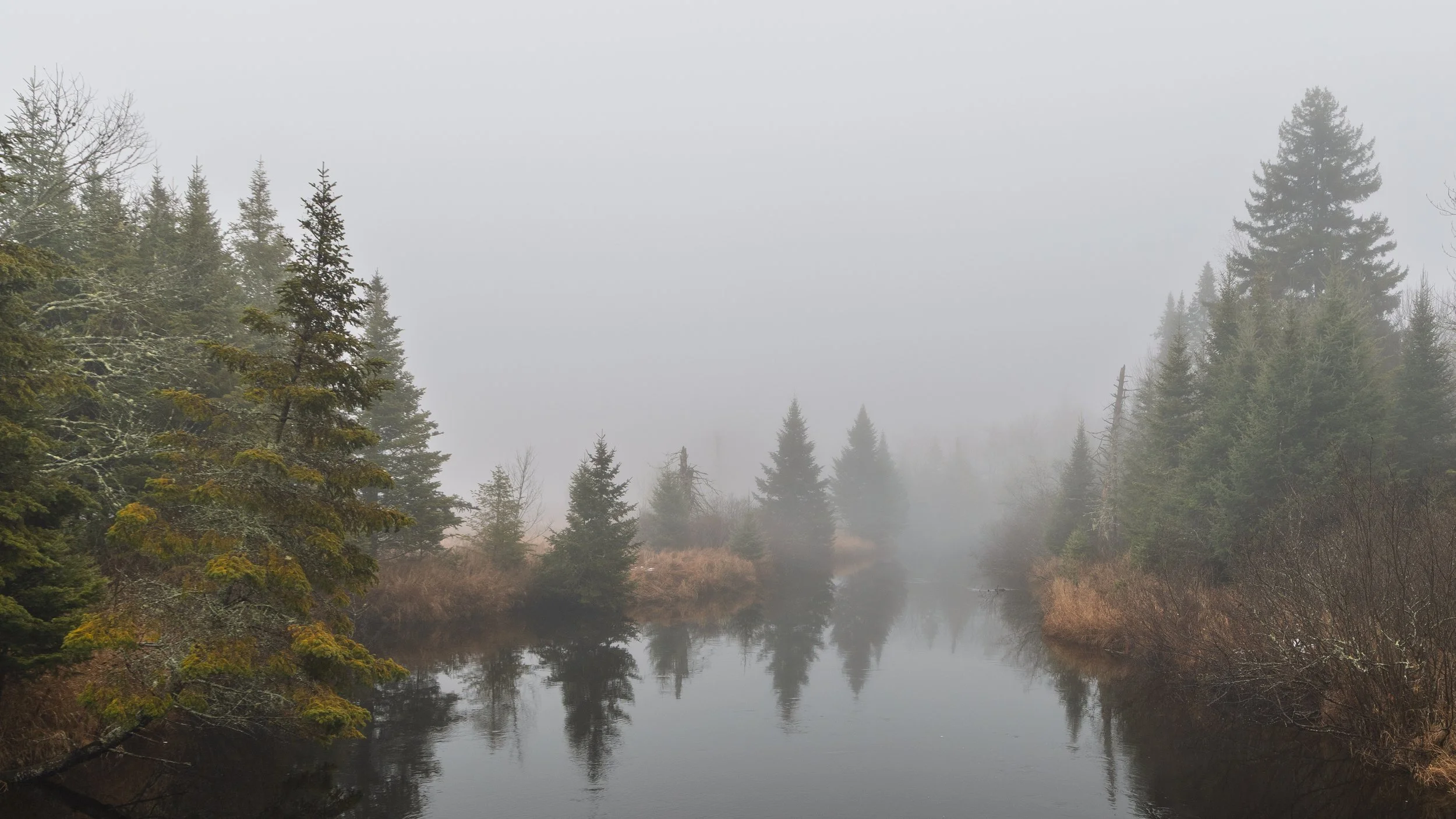 A foggy landscape of a river with evergreen trees on both sides, some covered in moss or lichen, and dense fog obscuring the background.