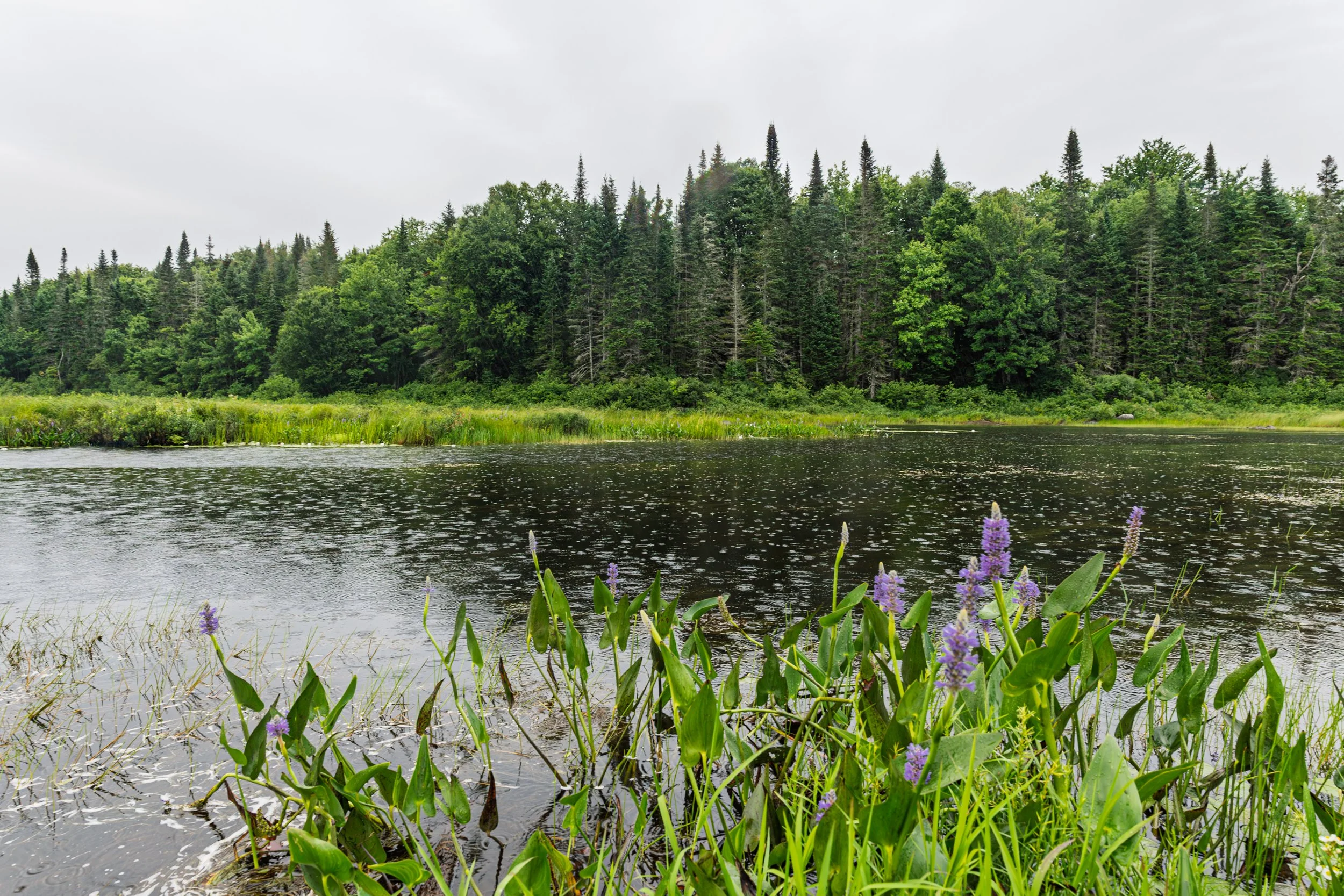 A river flowing through a forested area with green trees and purple flowers along the bank, under a cloudy sky.