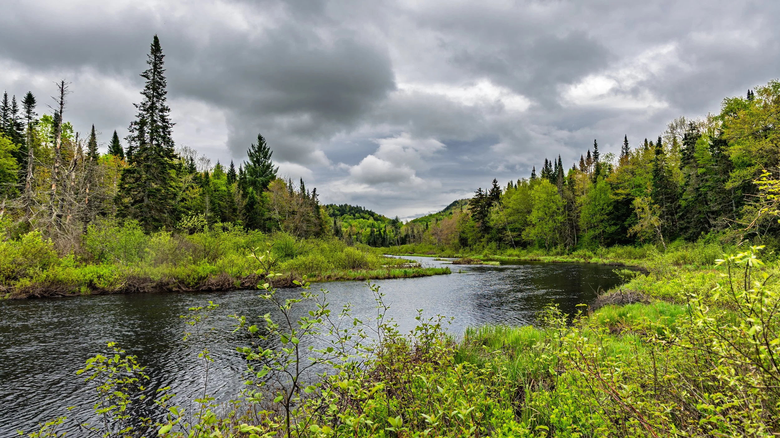 A river flowing through a lush green forest under a cloudy sky.