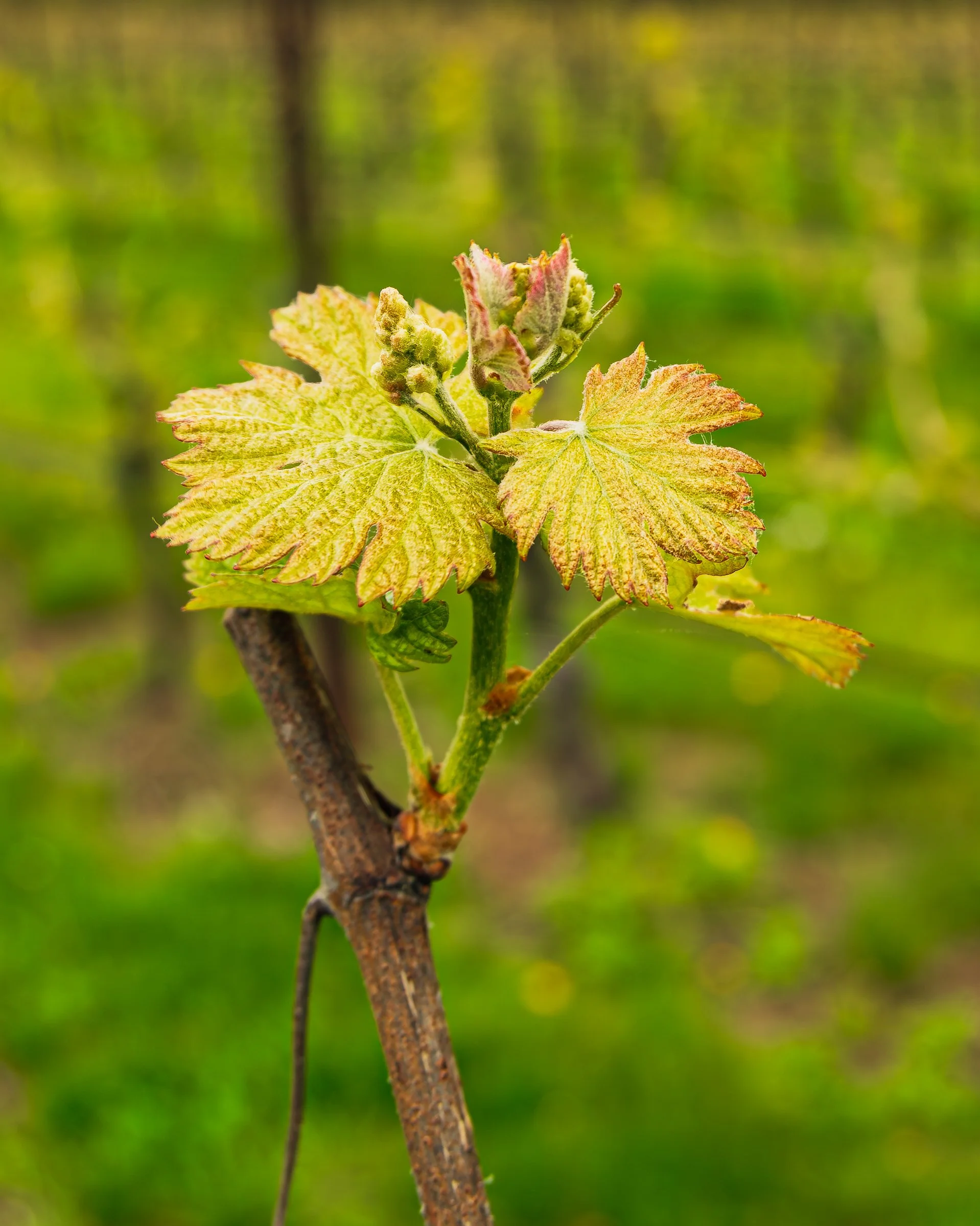 677A0519-Enhanced-NR.jpg