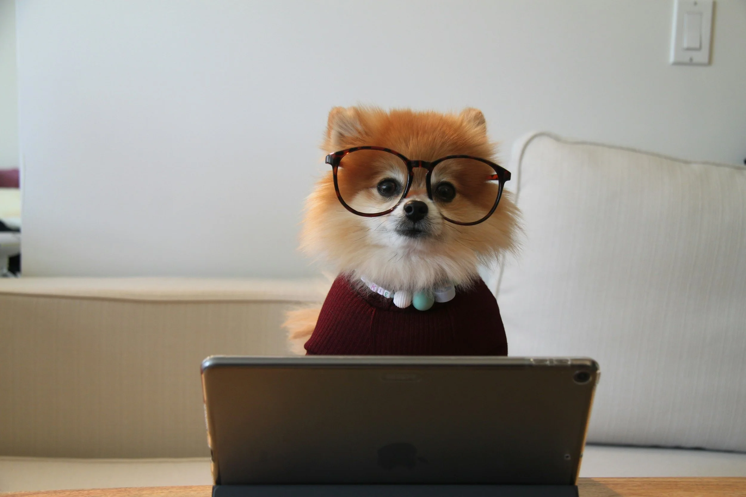 A small dog wearing glasses and a maroon sweater sits in front of a laptop on a desk, looking at the camera.