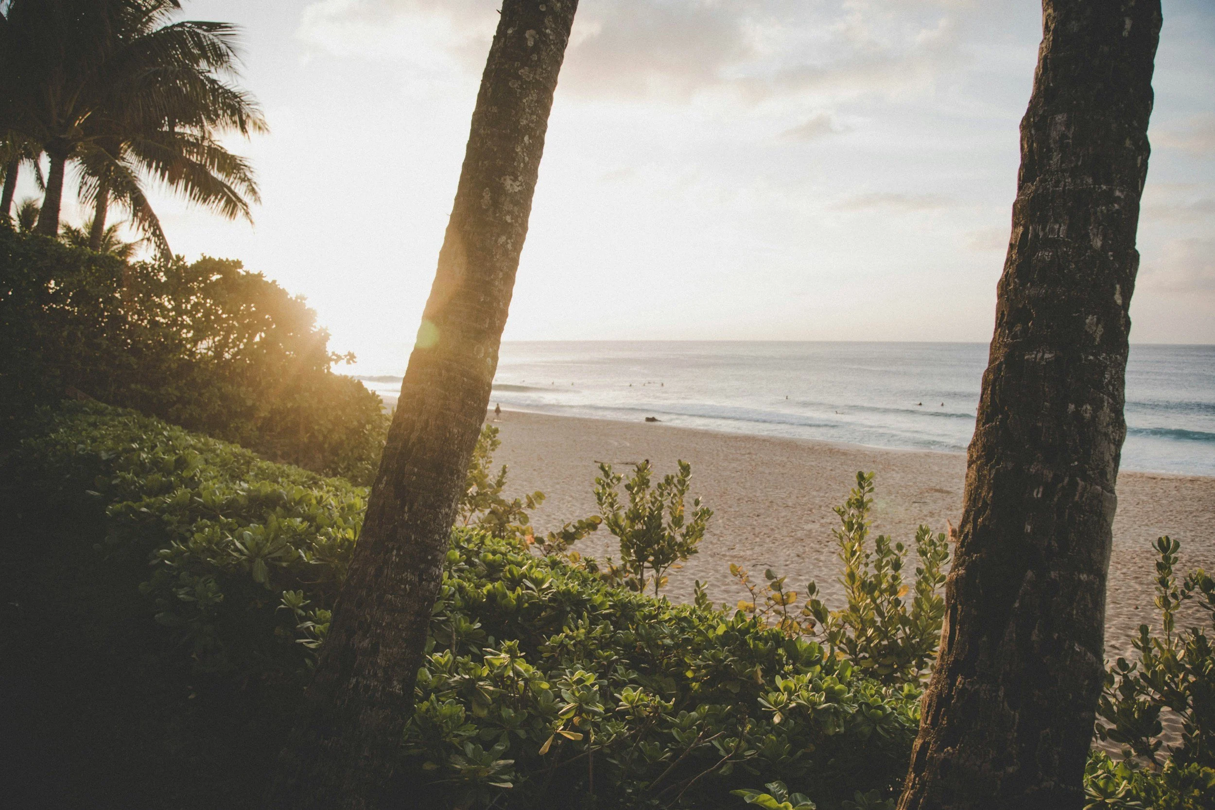 Plage au coucher du soleil avec des palmiers et des buissons verts au premier plan, la mer calme en arrière-plan.