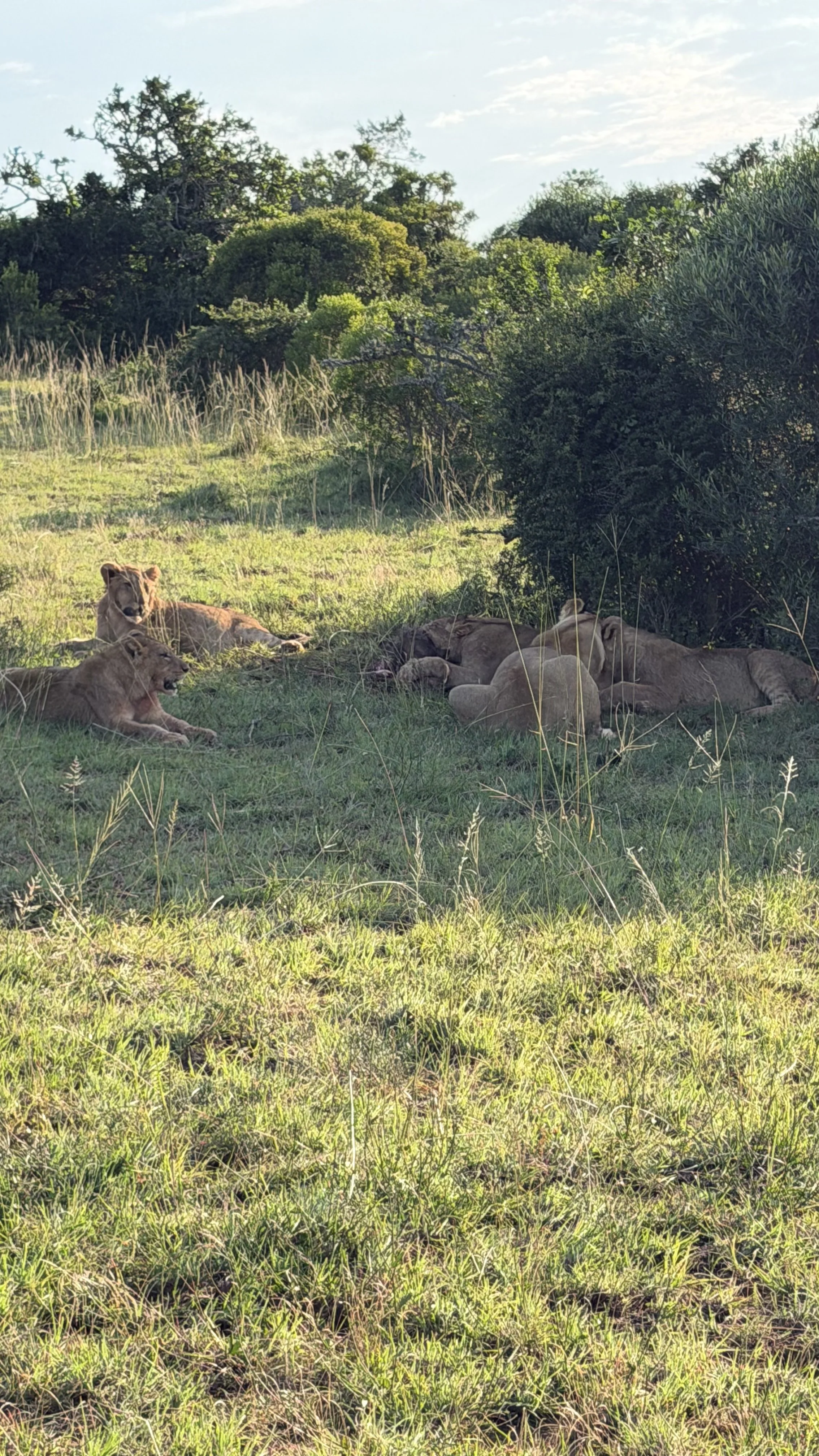 Our first animal spotting on our evening game drive.