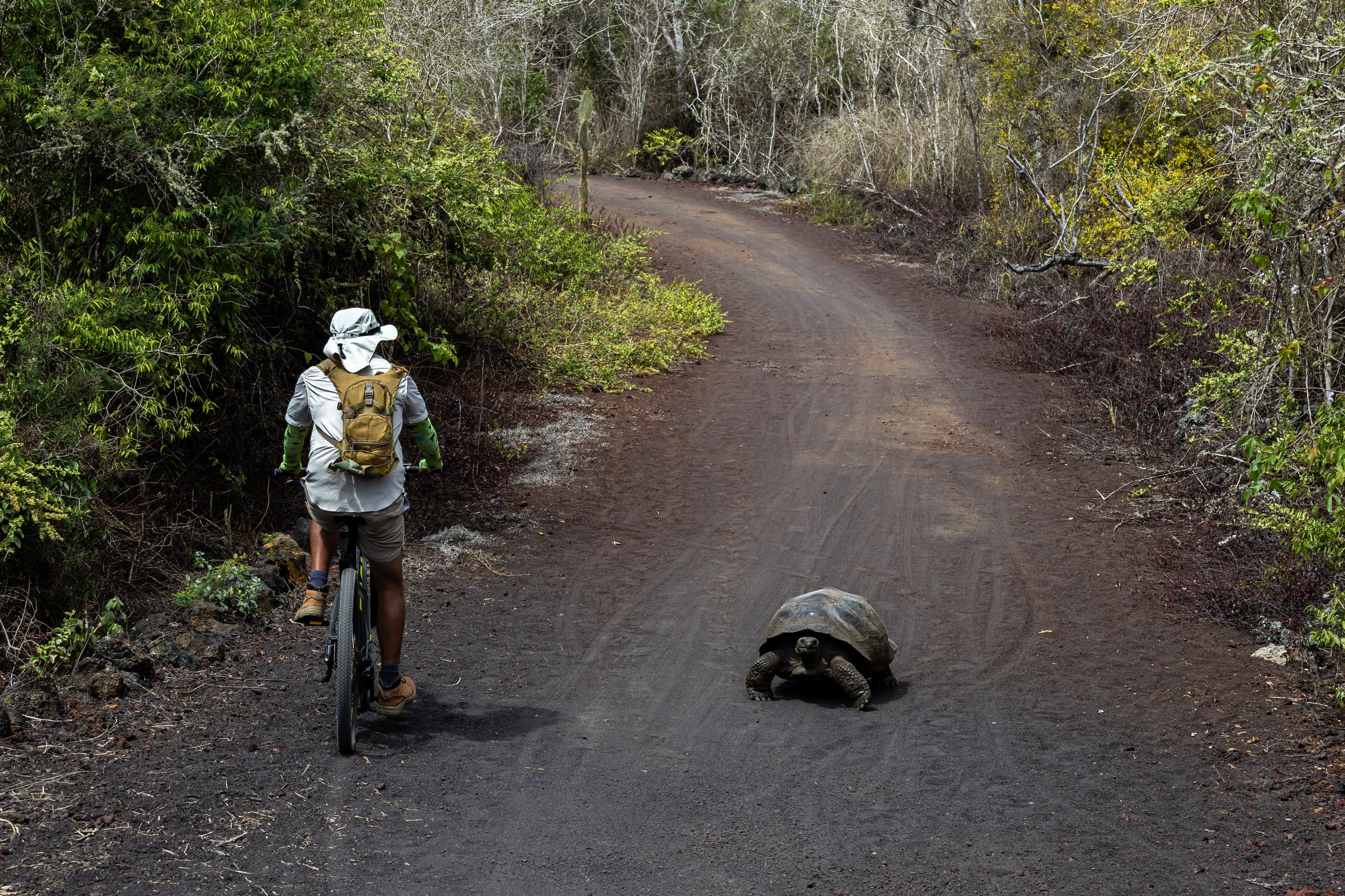 A person riding a bicycle on a dirt trail through a forest, with a tortoise on the ground nearby.