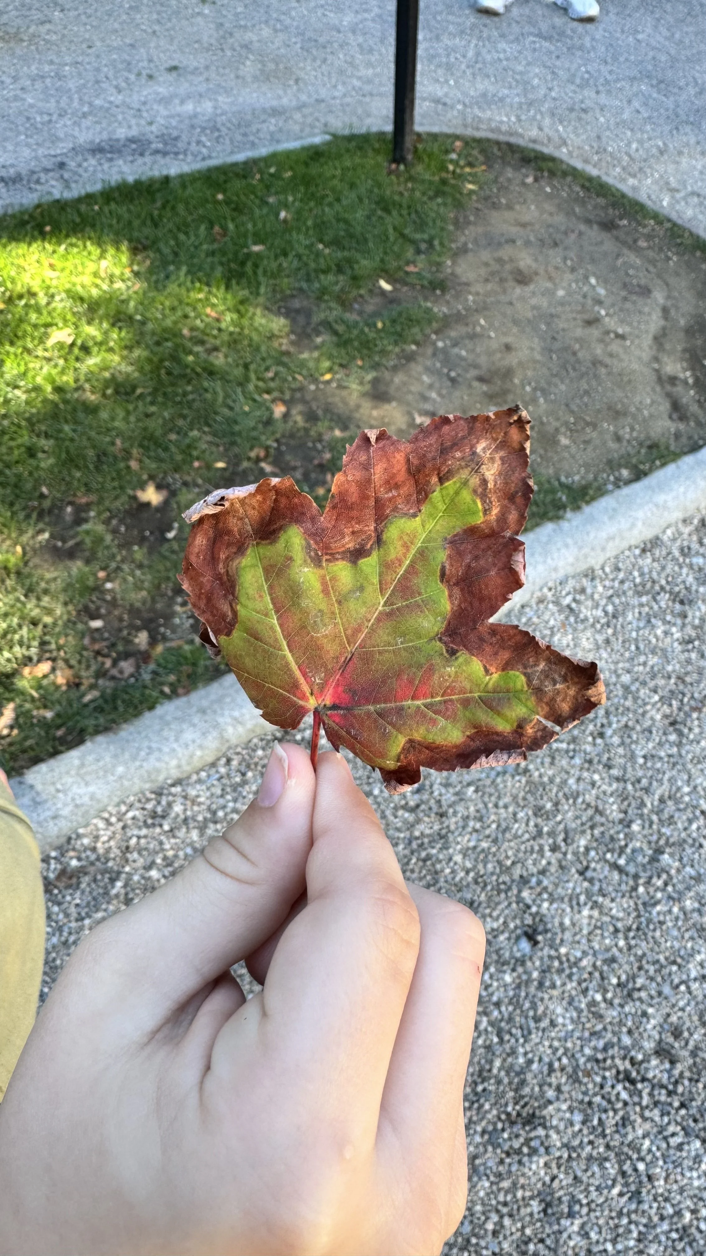 IMG_7681.jpeg