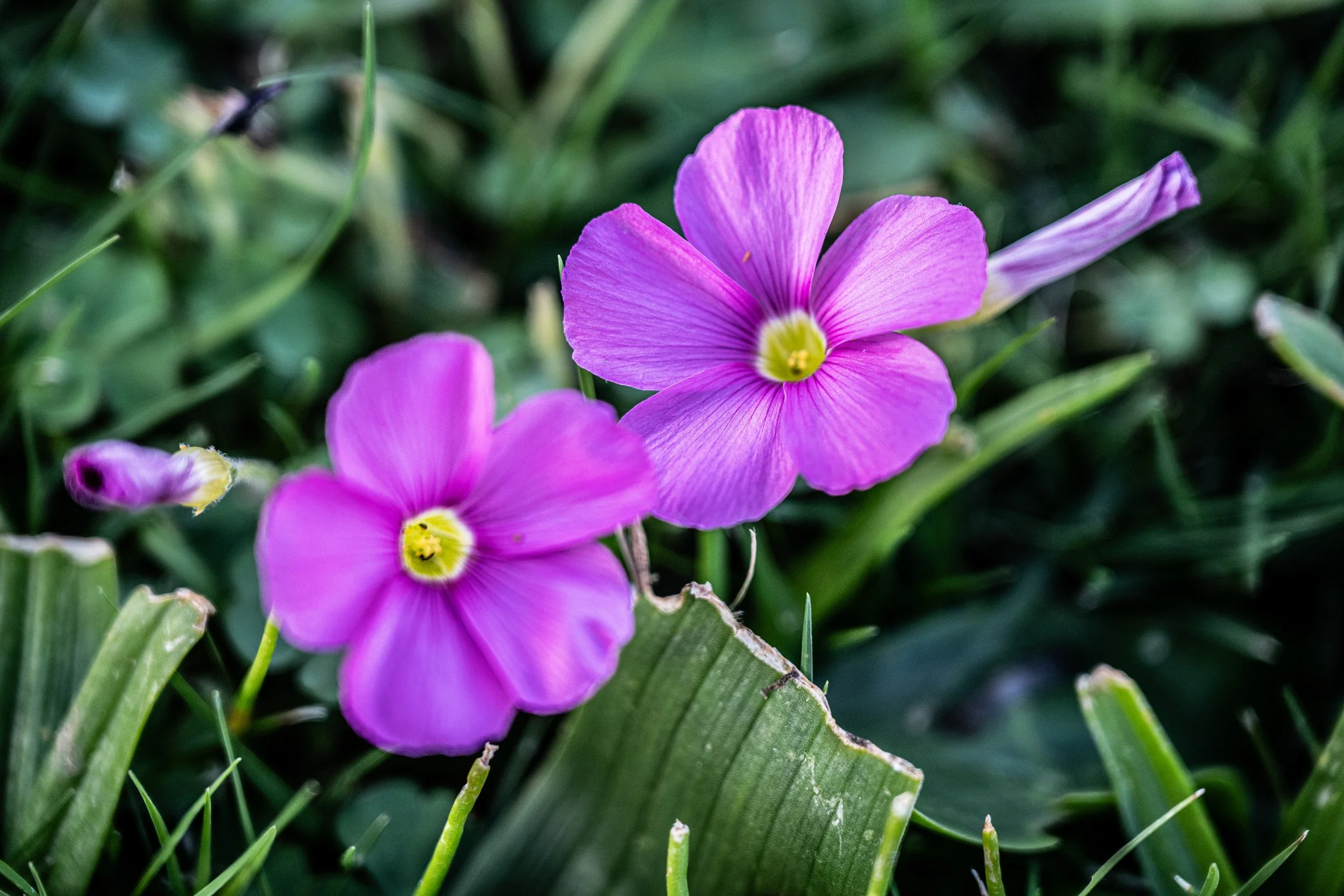 DSC_1957.jpeg