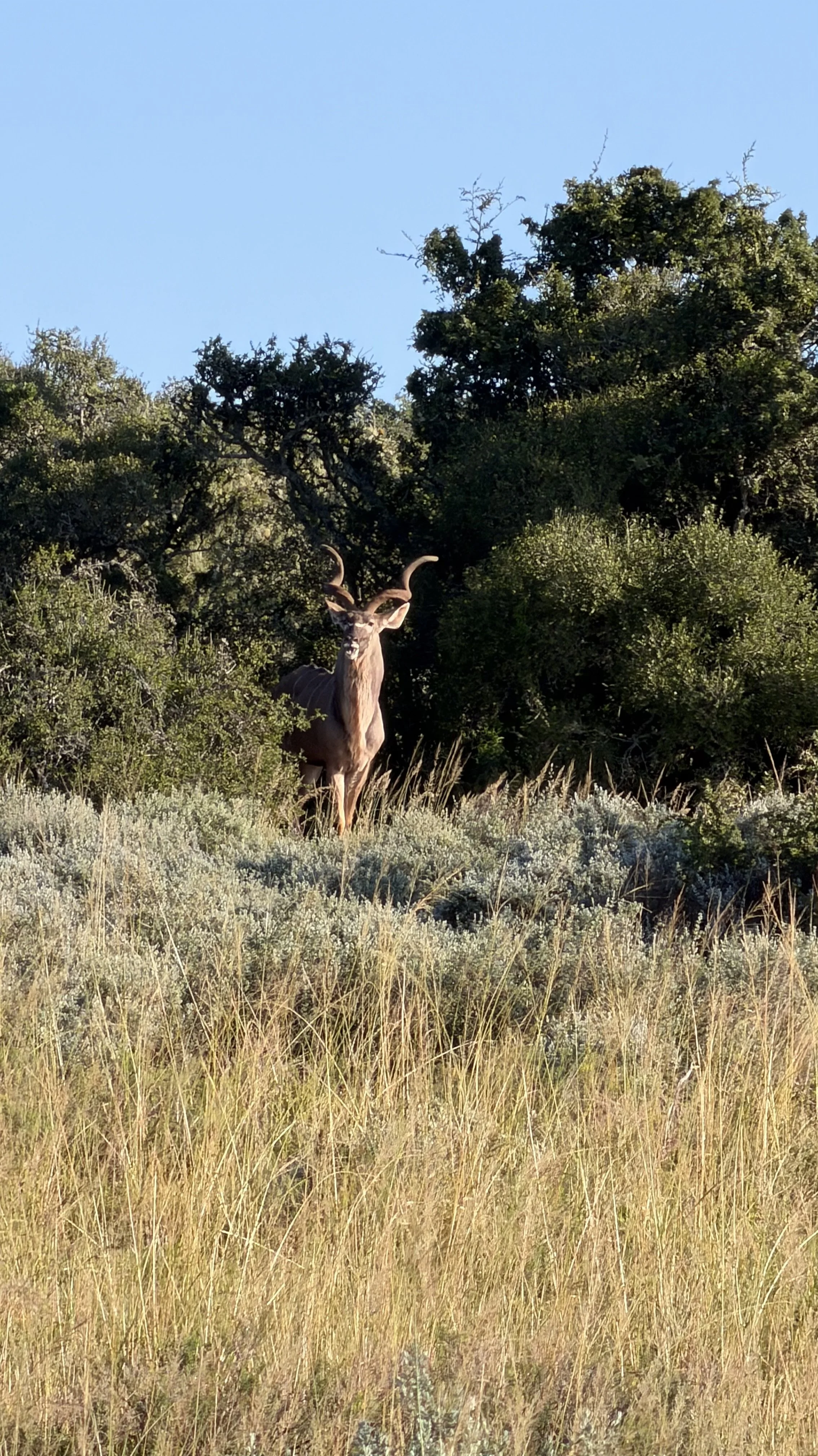 IMG_2727.jpeg
