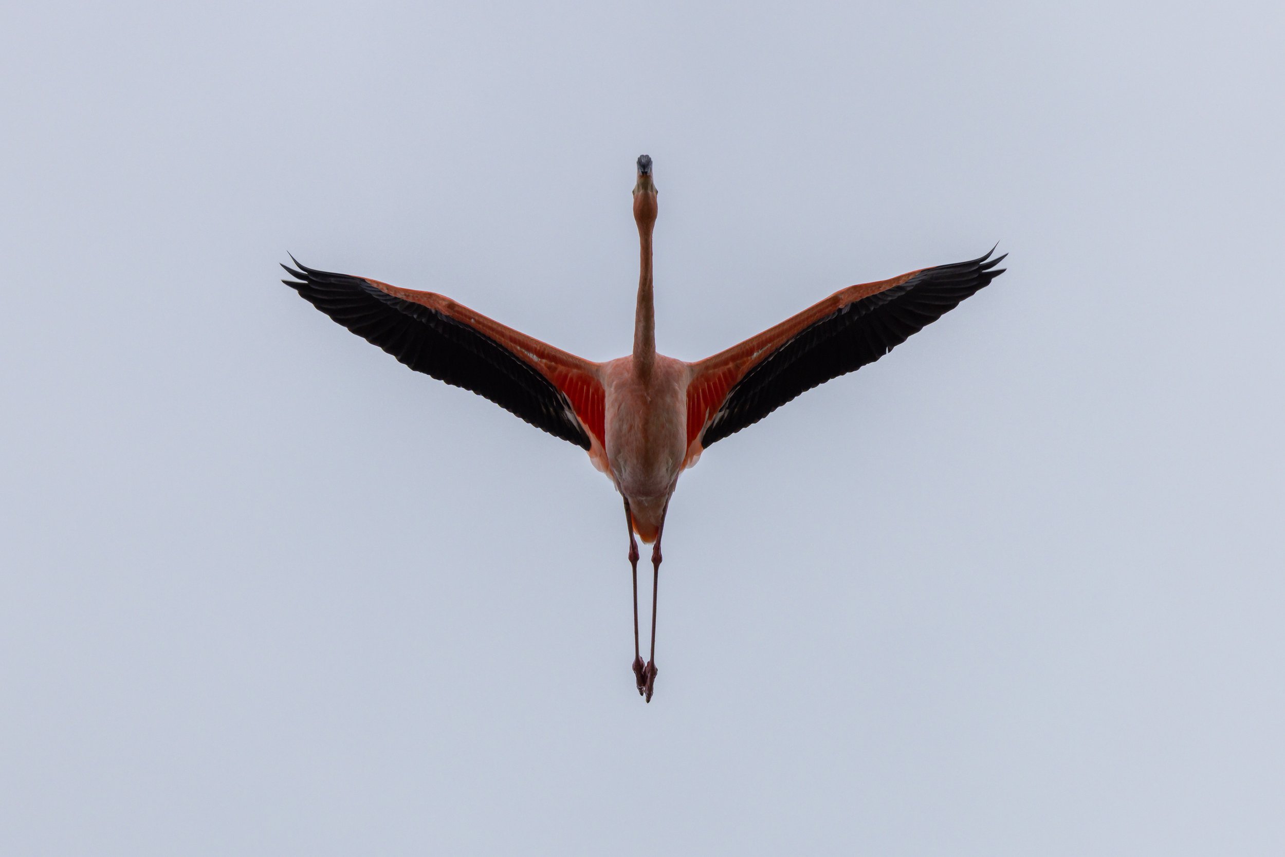 A flamingo flying with its wings spread wide against a light gray sky.