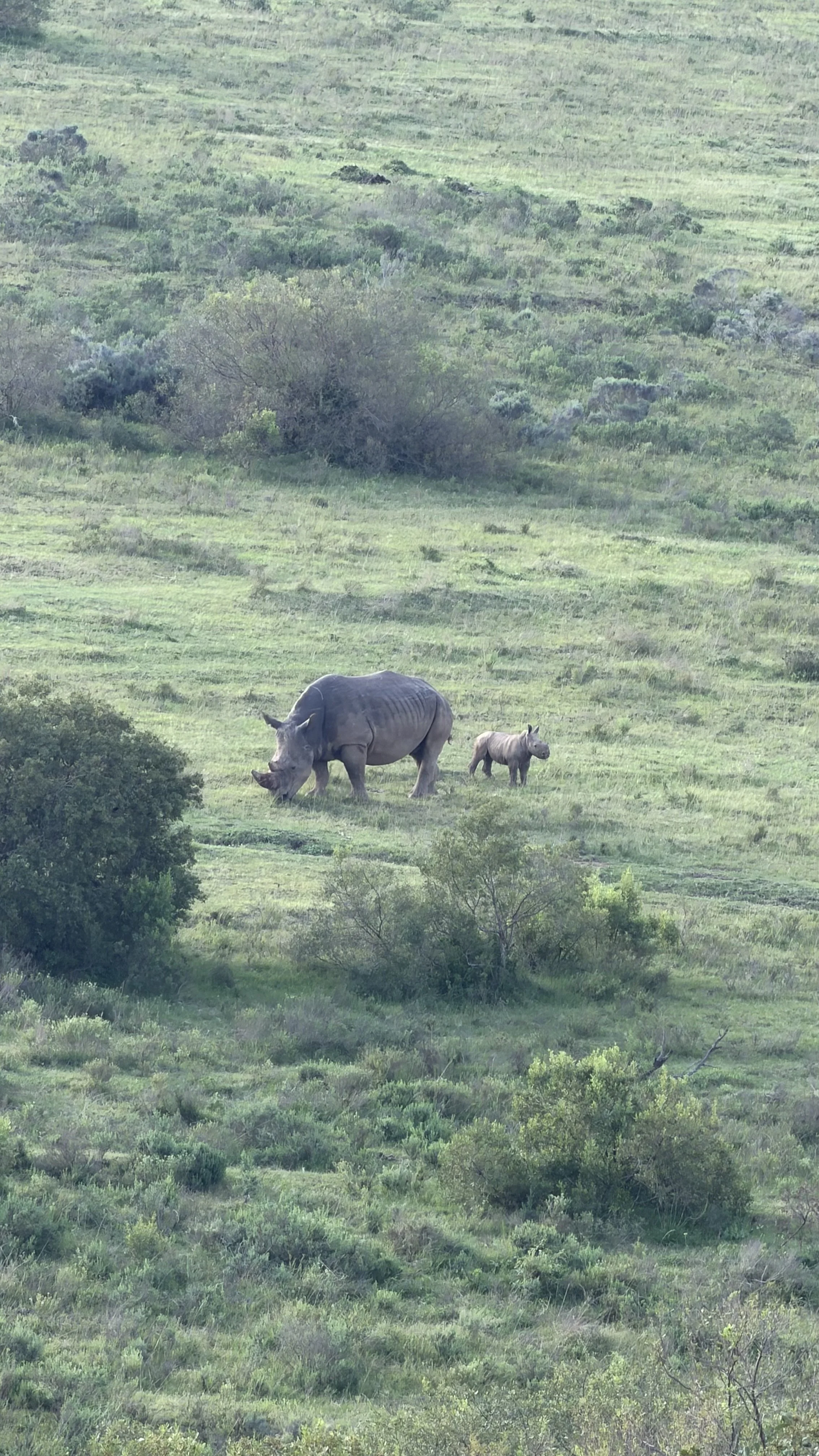 The cutest sight was seeing a baby and mama rhino