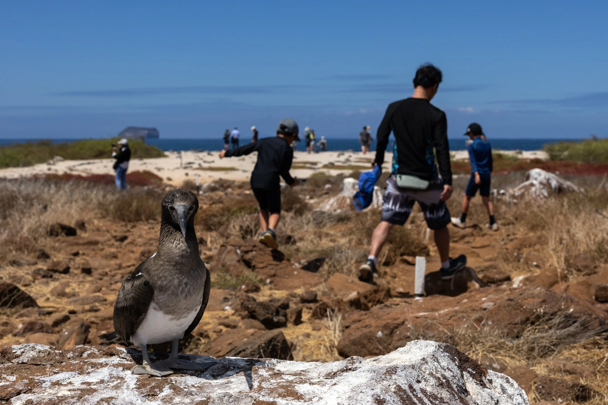 Close-up of a bird in the foreground with people walking on a rocky trail in the background, near the coast with a blue sky.