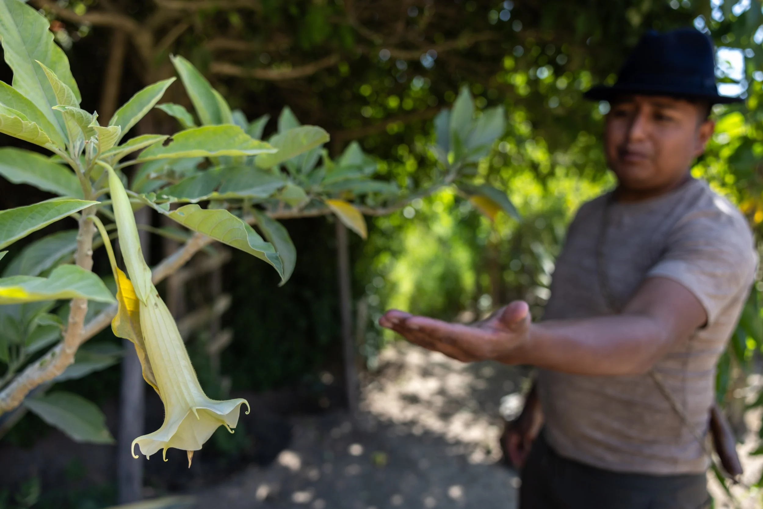 Close-up of a large yellow flower hanging from a leafy green plant in the foreground, with a person wearing a black hat and casual clothing in the background, outdoors with green foliage.