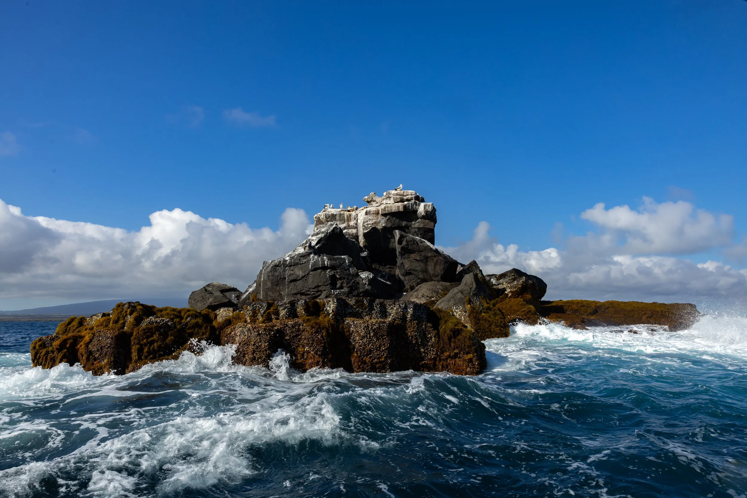 Seagulls perched on a large rocky formation by the ocean, with waves crashing against the rocks and a blue sky with clouds overhead.