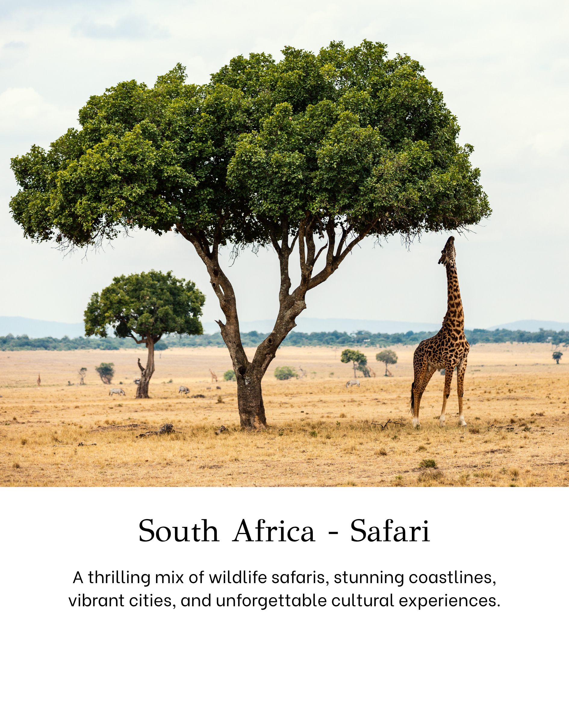 A photograph of a savannah landscape in South Africa, featuring a large green tree with a giraffe standing nearby and smaller trees in the background.