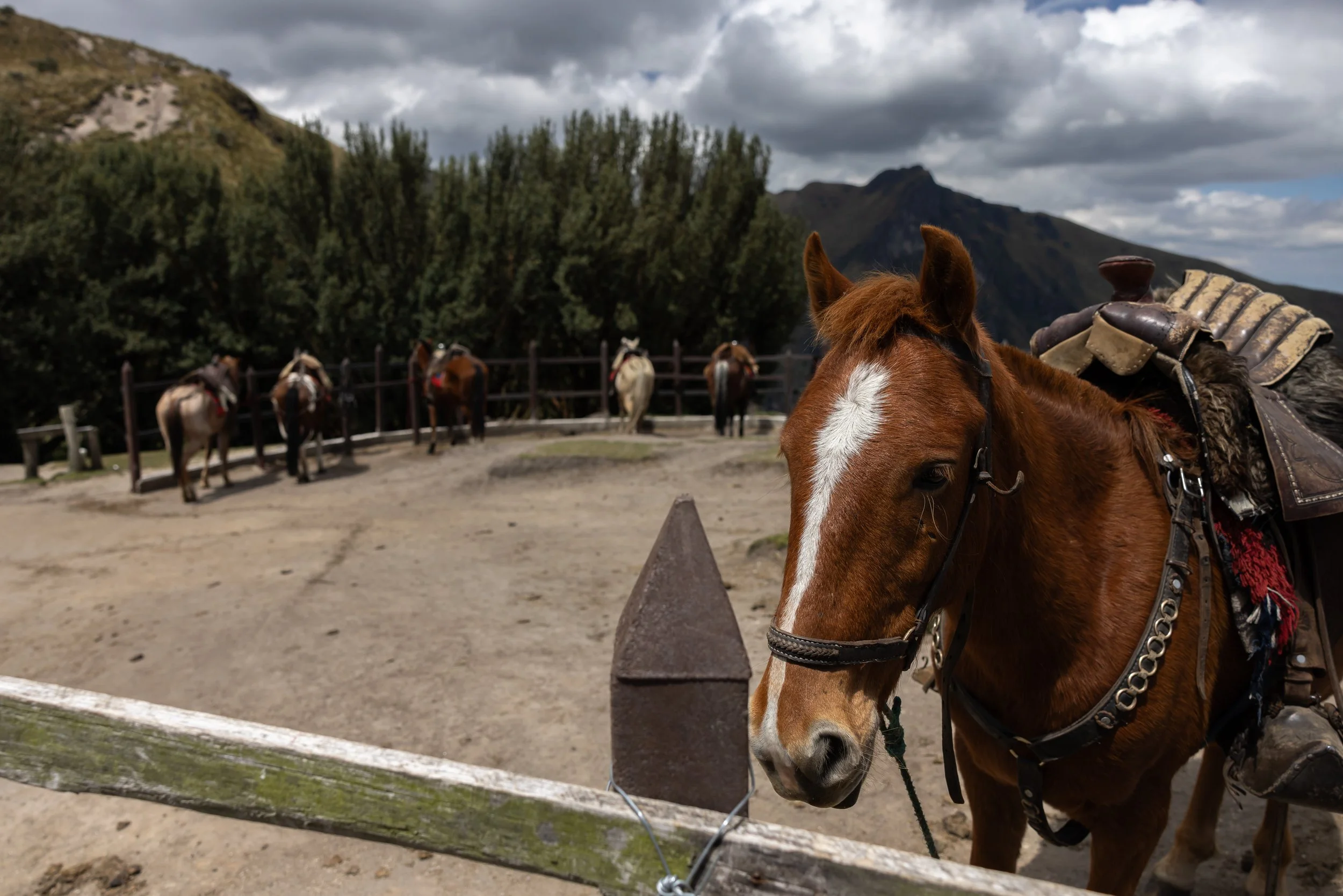 Close-up of a brown horse with a white stripe on its face, wearing a saddle and bridle, standing in front of a fence with a landscape of trees, mountains, and cloudy sky in the background.