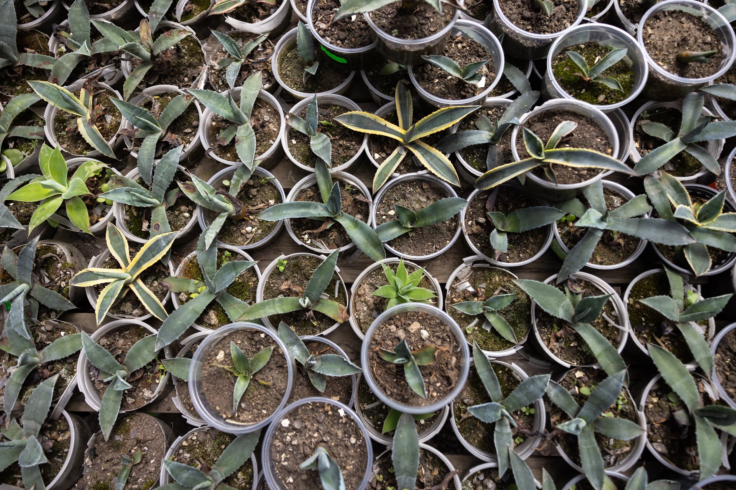 Multiple small clear plastic cups filled with soil and small green succulent plants, arranged closely together on a wooden surface.
