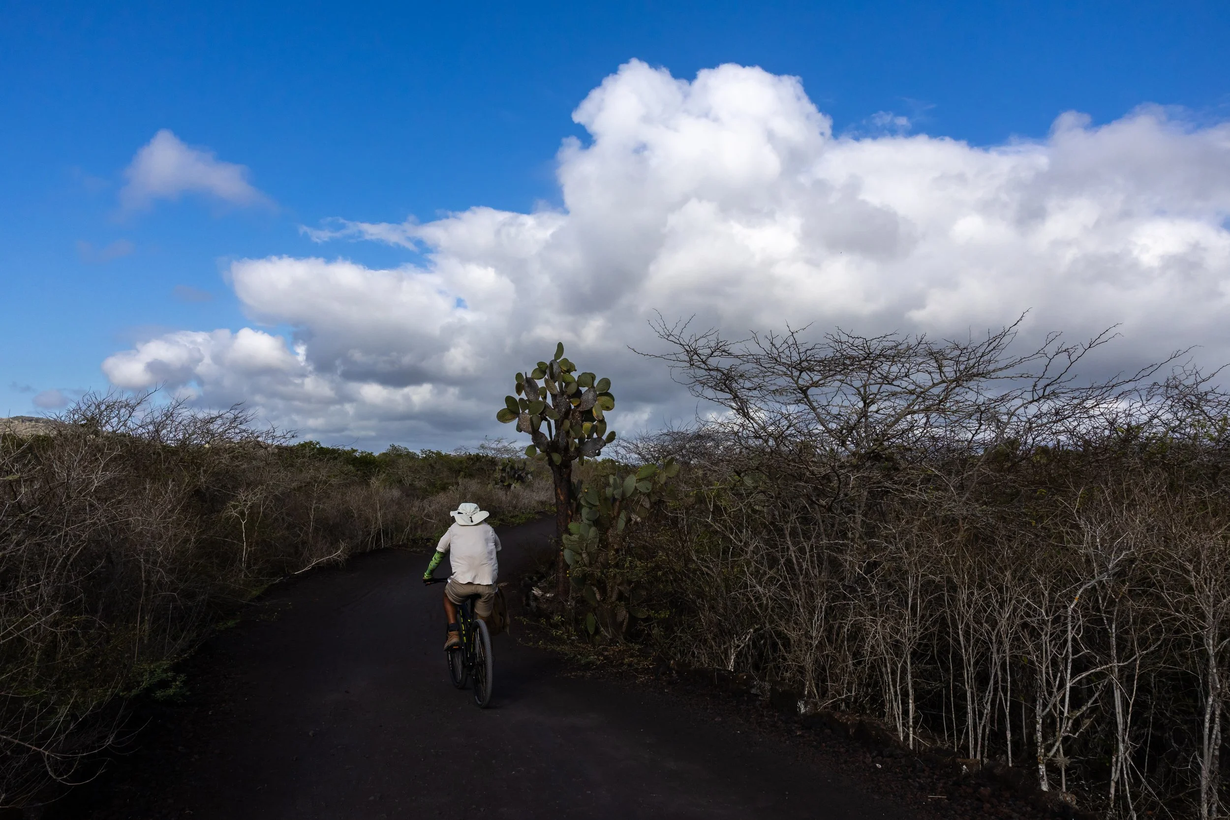 A person riding a bicycle on a dark trail through a desert landscape with bushes, cacti, and dry, leafless trees under a blue sky with white clouds.