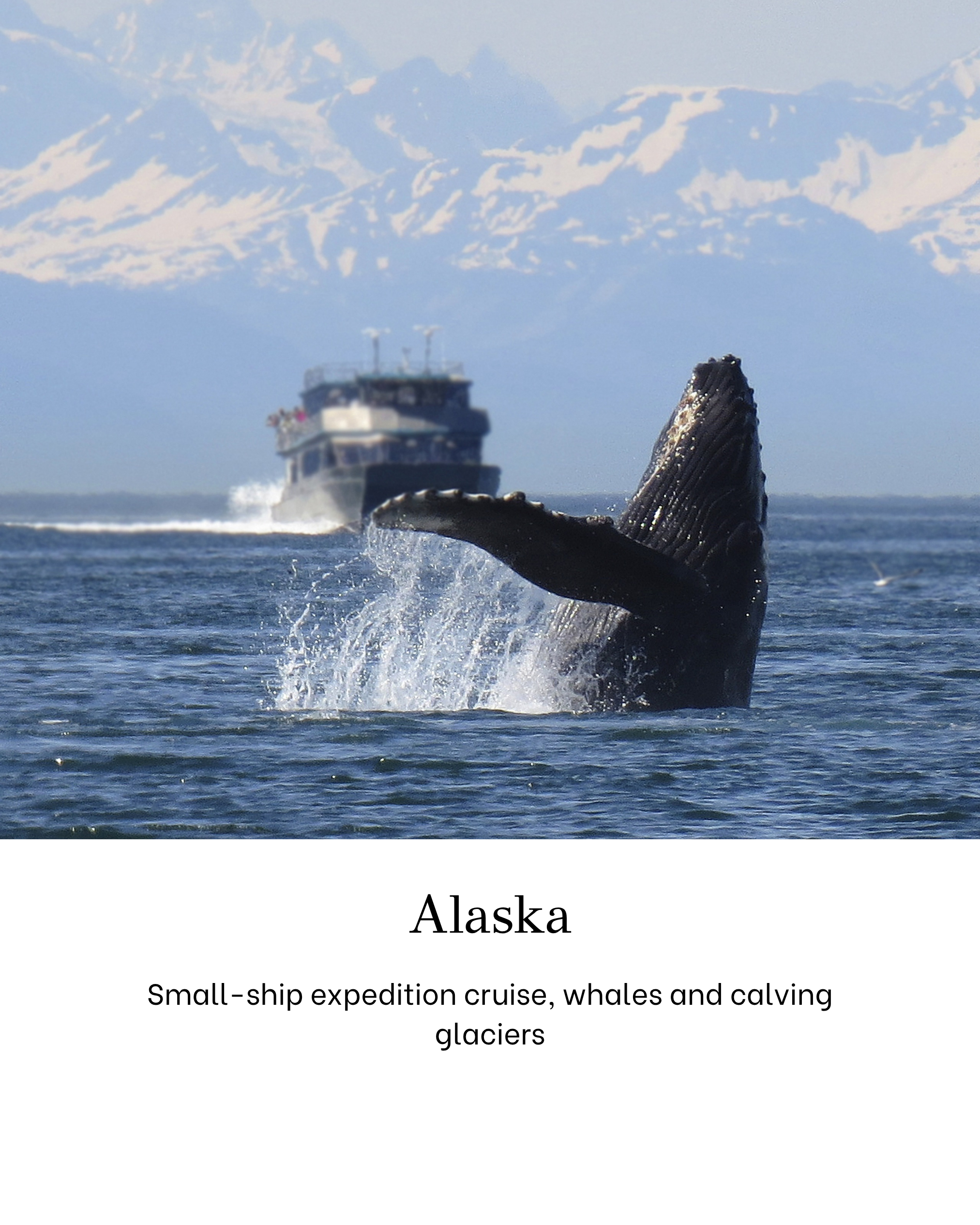 A whale breaches the water with a ferry boat in the background and snow-capped mountains in Alaska.