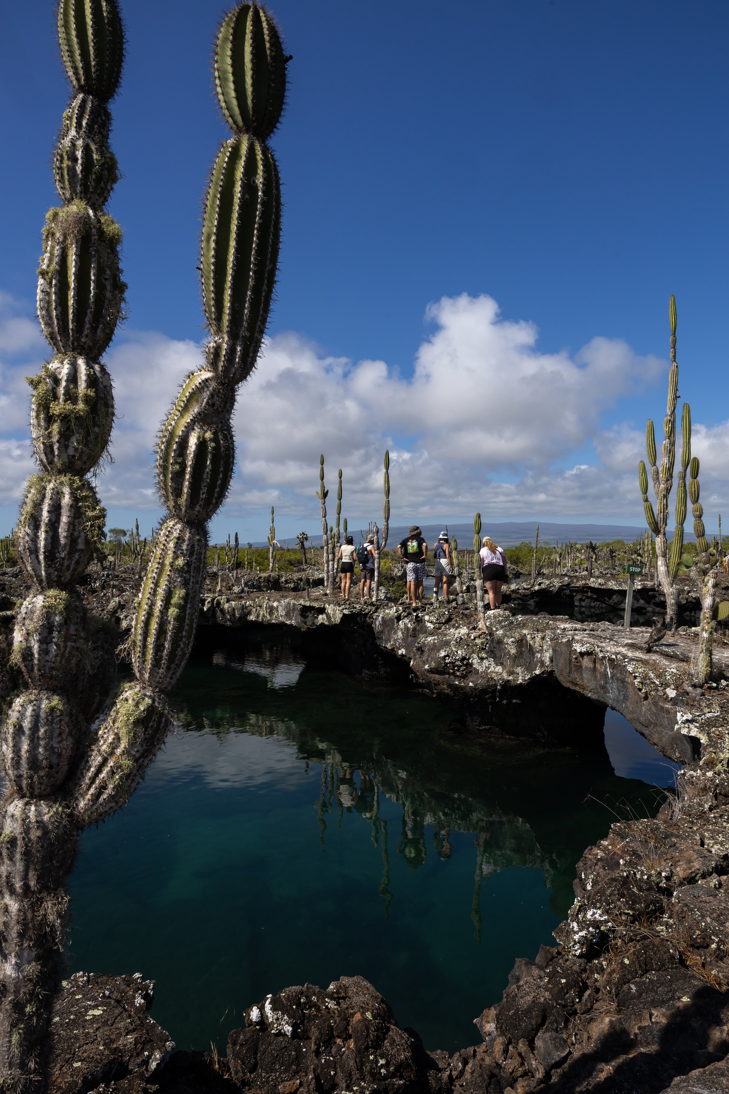 Tall cactus plants in desert landscape with blue sky and clouds, with people walking on rocky terrain near a pond or water feature.