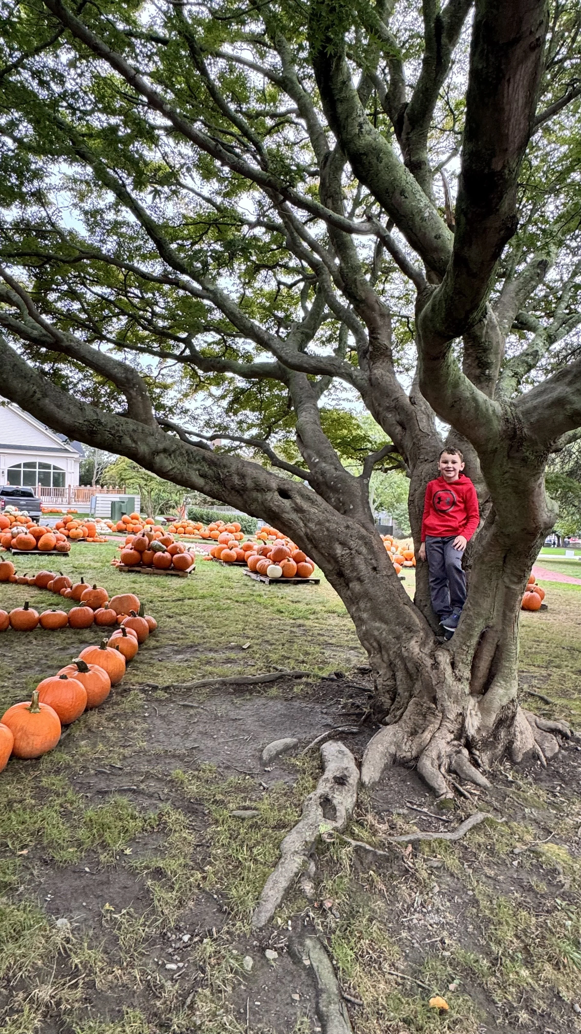 A pumpkin patch right in town was the perfect spot for the kids to play